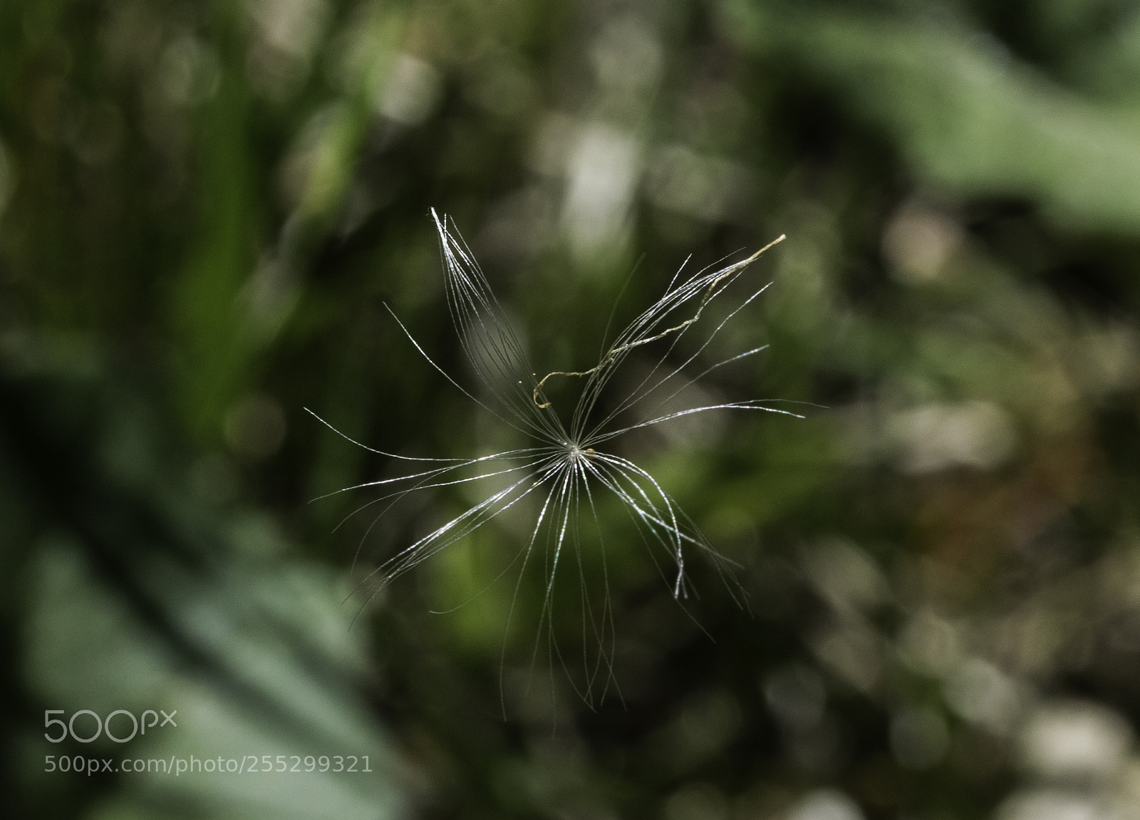 Nikon D5300 sample photo. Macro o photography