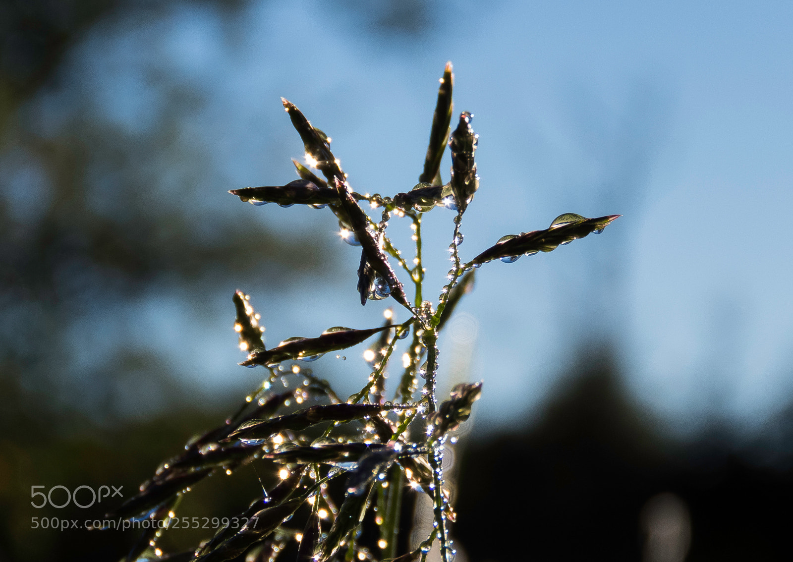 Canon PowerShot SX60 HS sample photo. Macro o photography