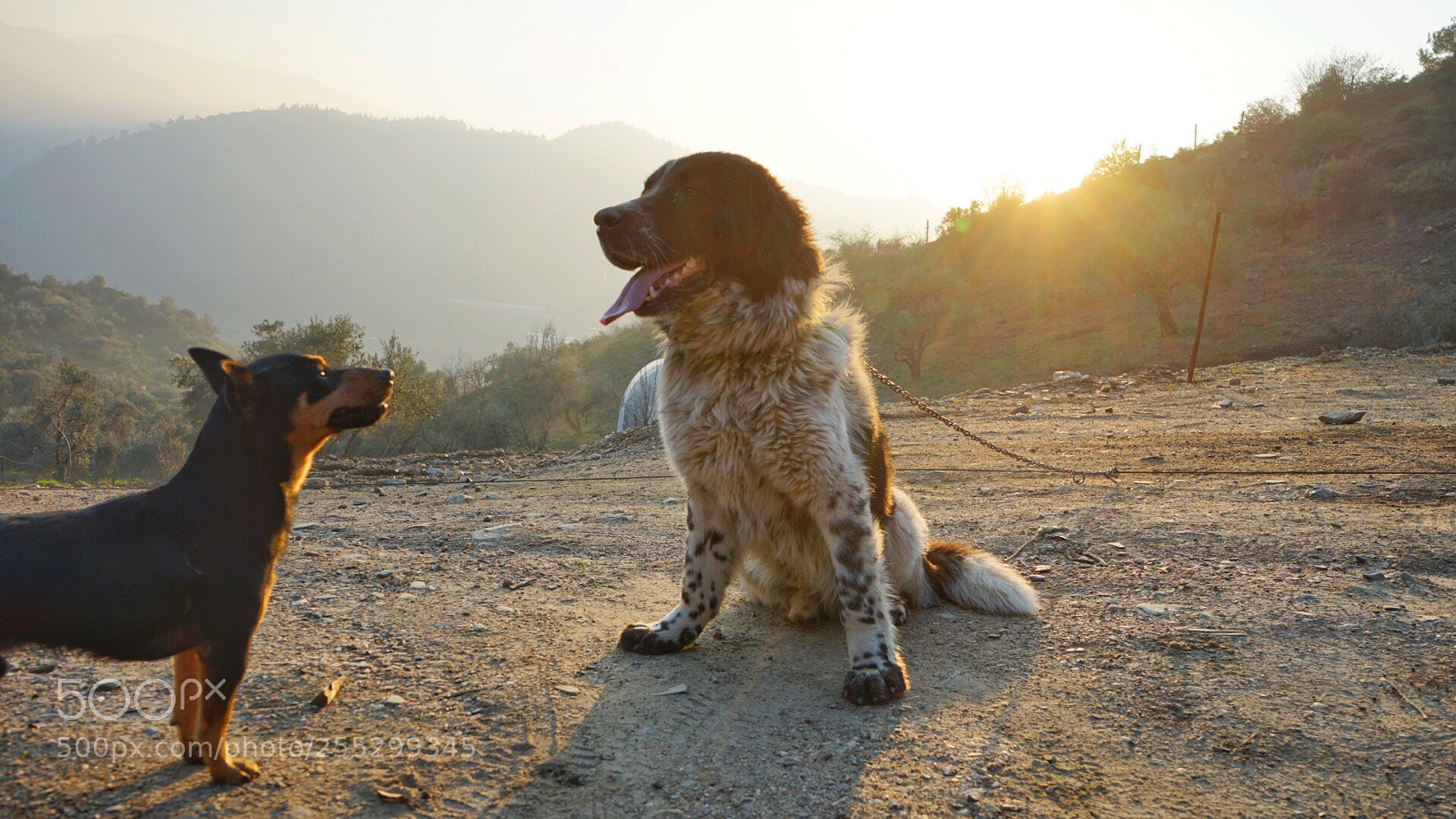 Sony a7 II sample photo. Brothers photography