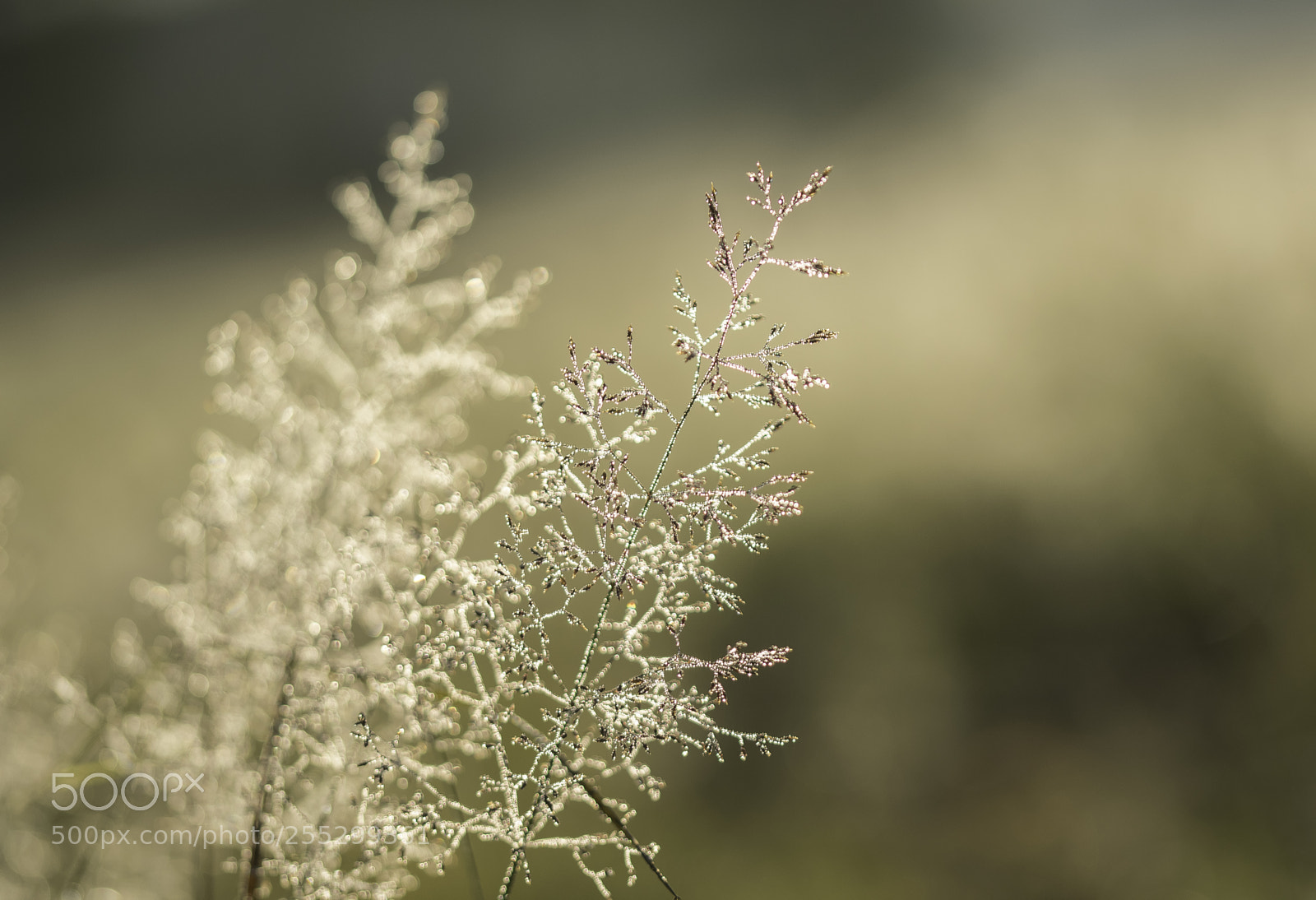 Nikon D5300 sample photo. Macro o photography