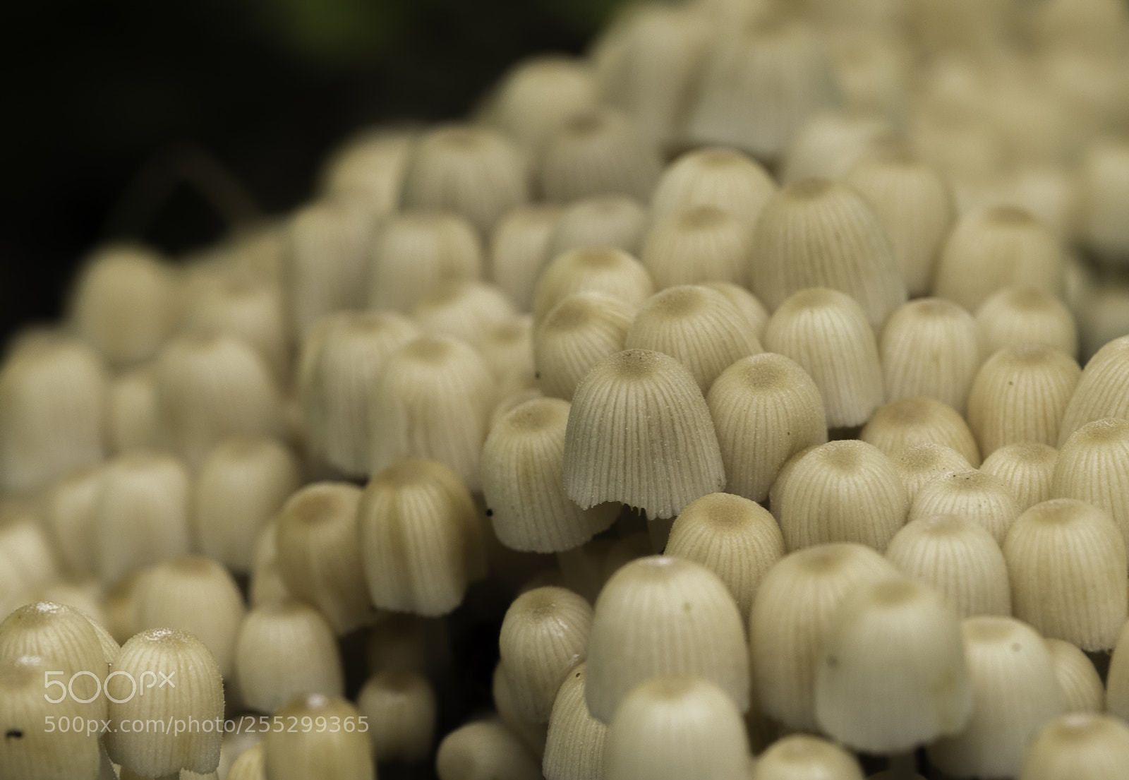 Nikon D5300 sample photo. Macro o photography