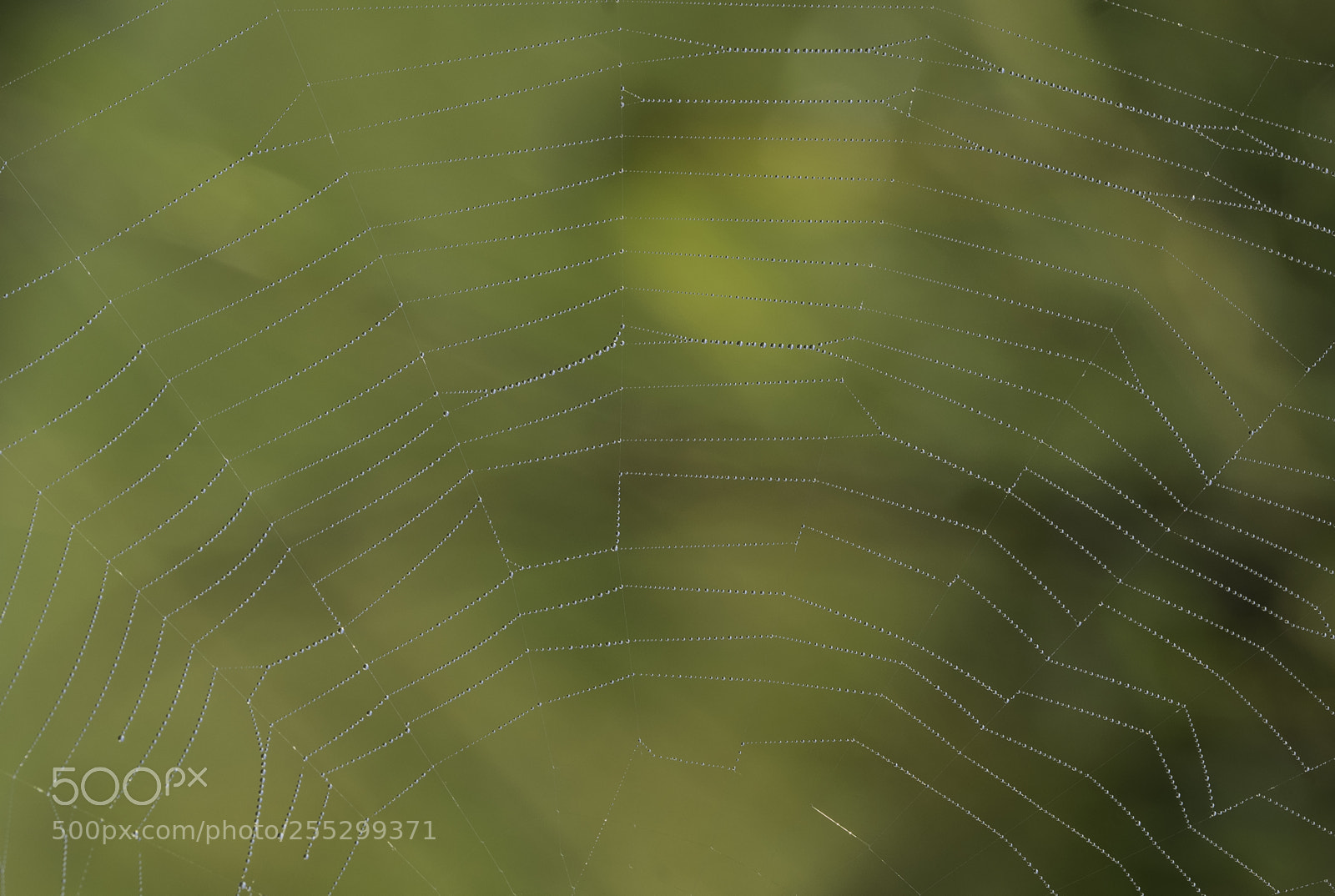 Nikon D5300 sample photo. Macro o photography