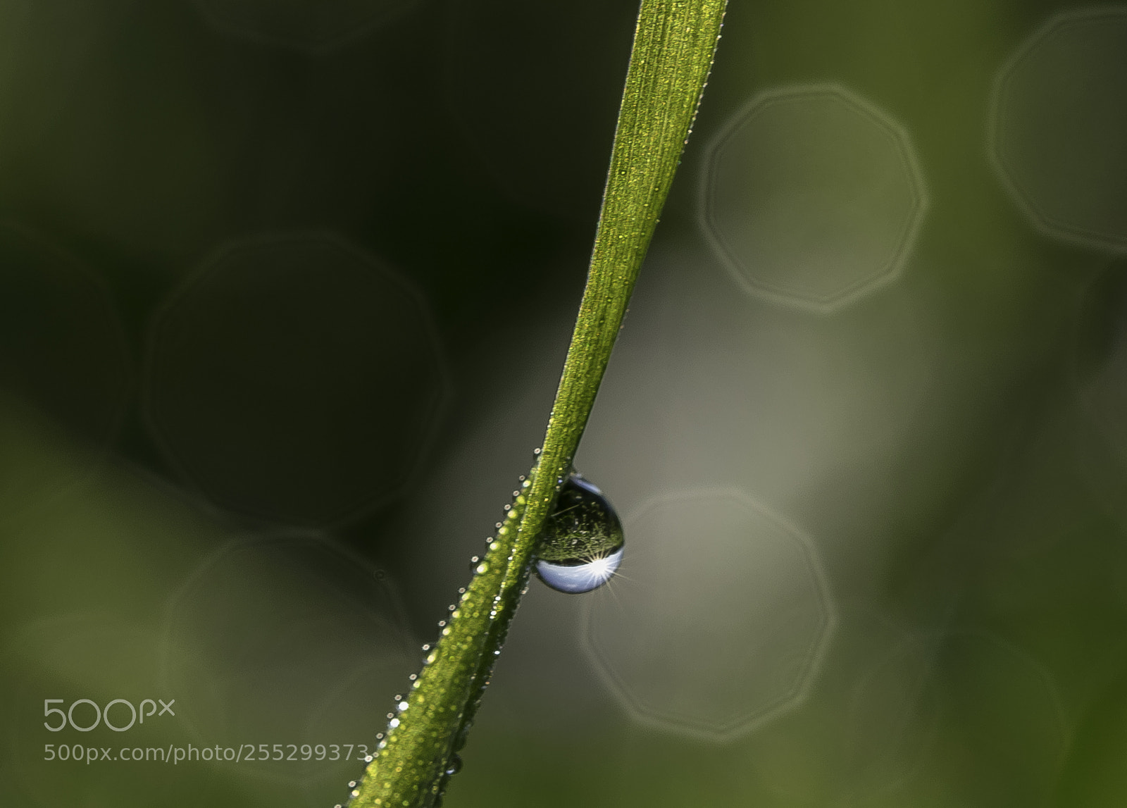 Nikon D5300 sample photo. Macro o photography