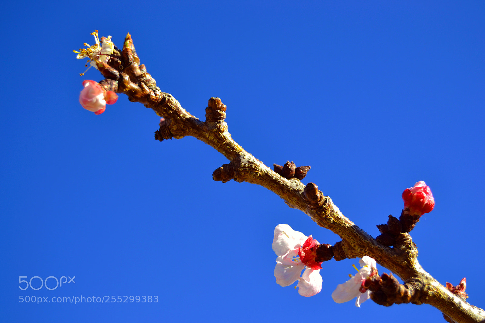 Nikon D3100 sample photo. Primavera photography
