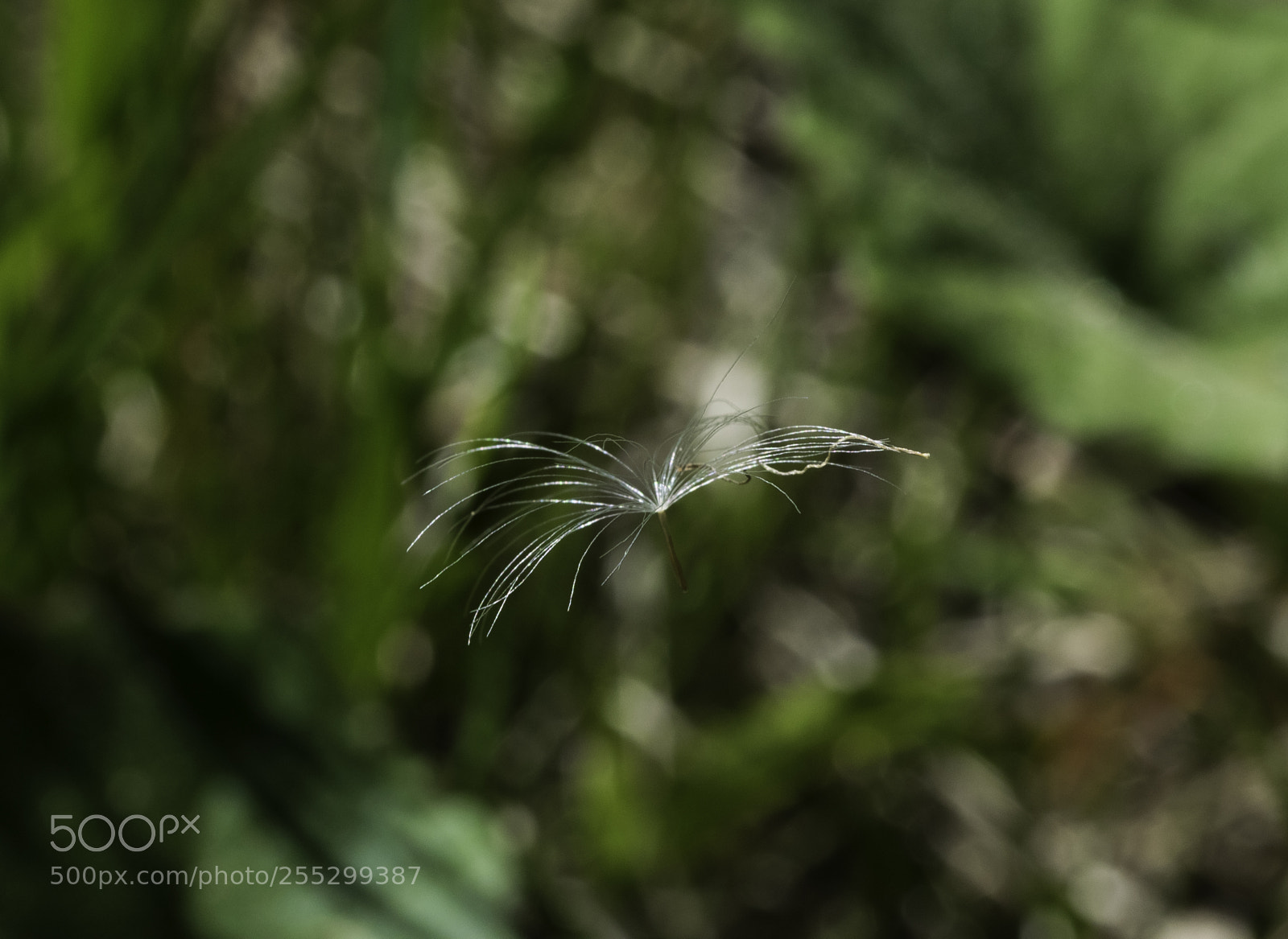 Nikon D5300 sample photo. Macro o photography