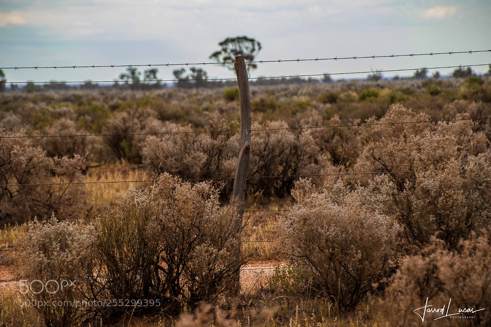 Canon EOS 7D Mark II sample photo. Don't fence me in photography