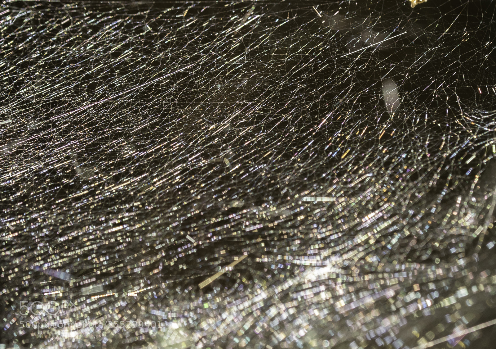 Nikon D5300 sample photo. Macro o photography