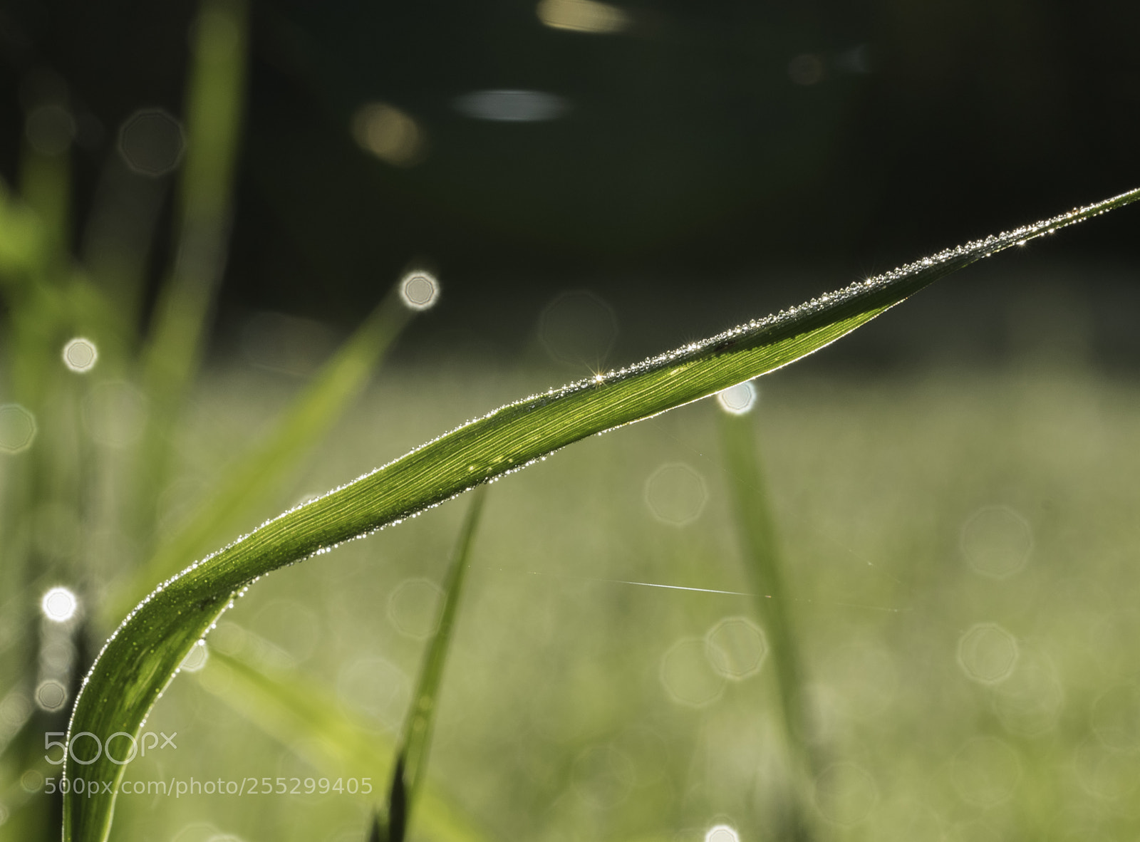 Nikon D5300 sample photo. Macro o photography