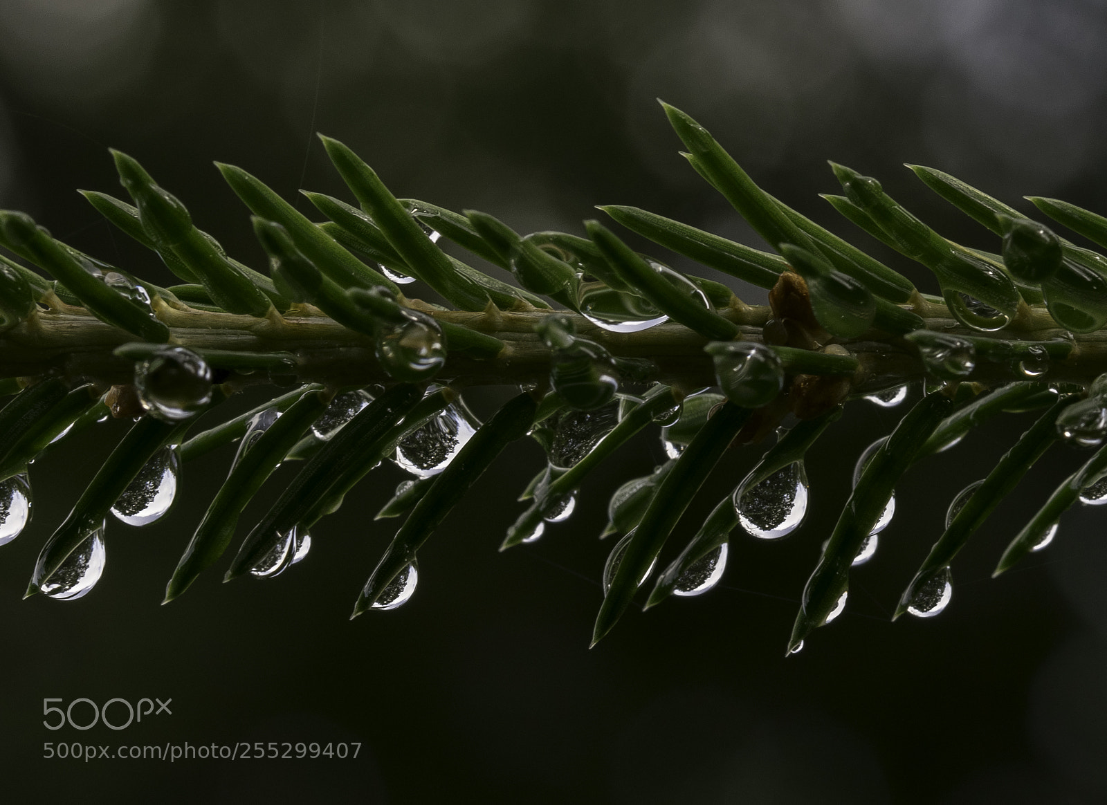 Nikon D5300 sample photo. Macro o photography