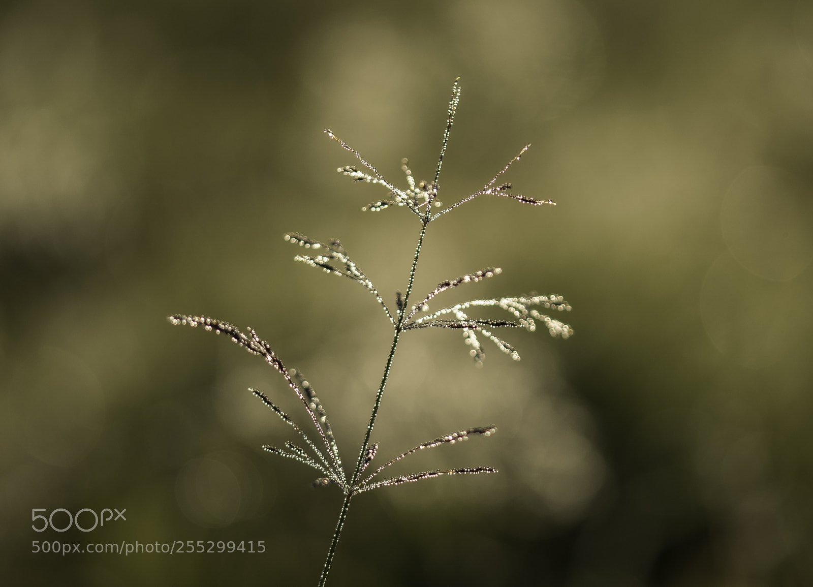 Nikon D5300 sample photo. Macro o photography