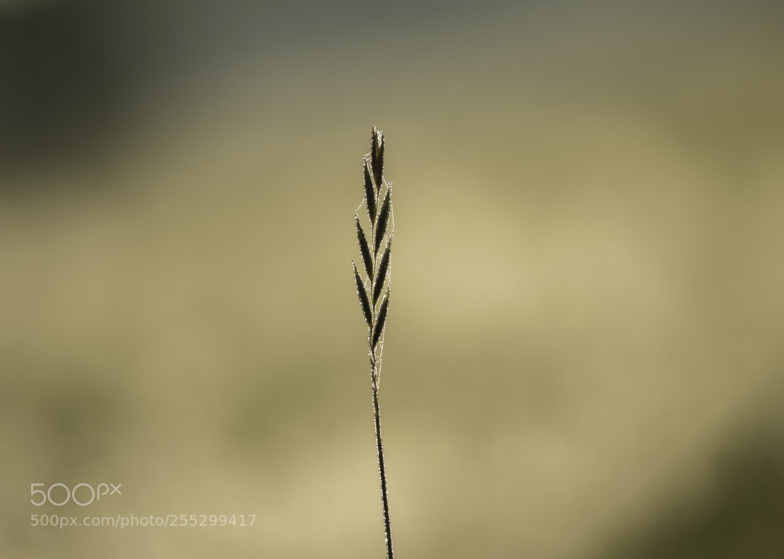 Nikon D5300 sample photo. Macro o photography