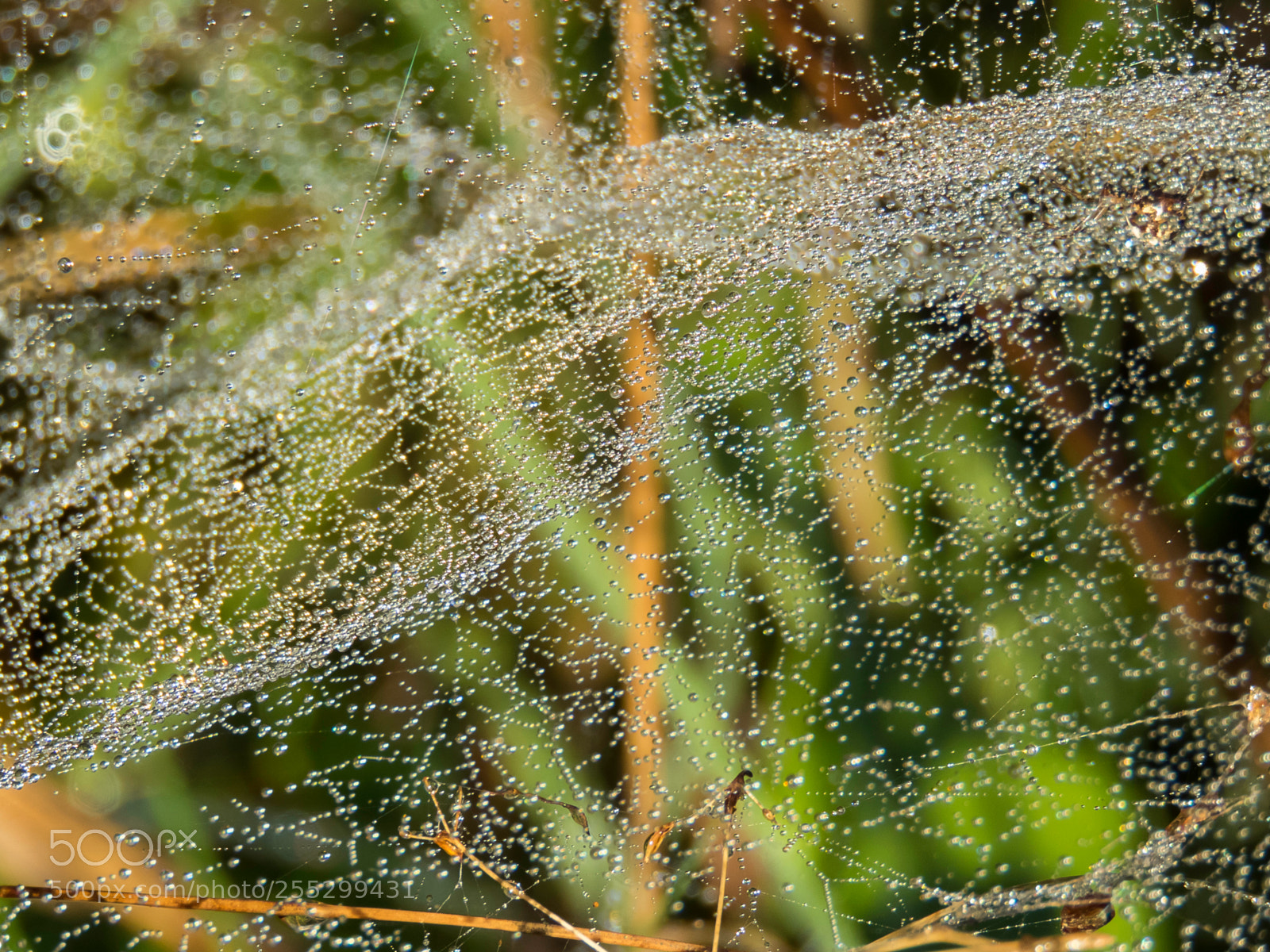 Canon PowerShot SX60 HS sample photo. Macro o photography