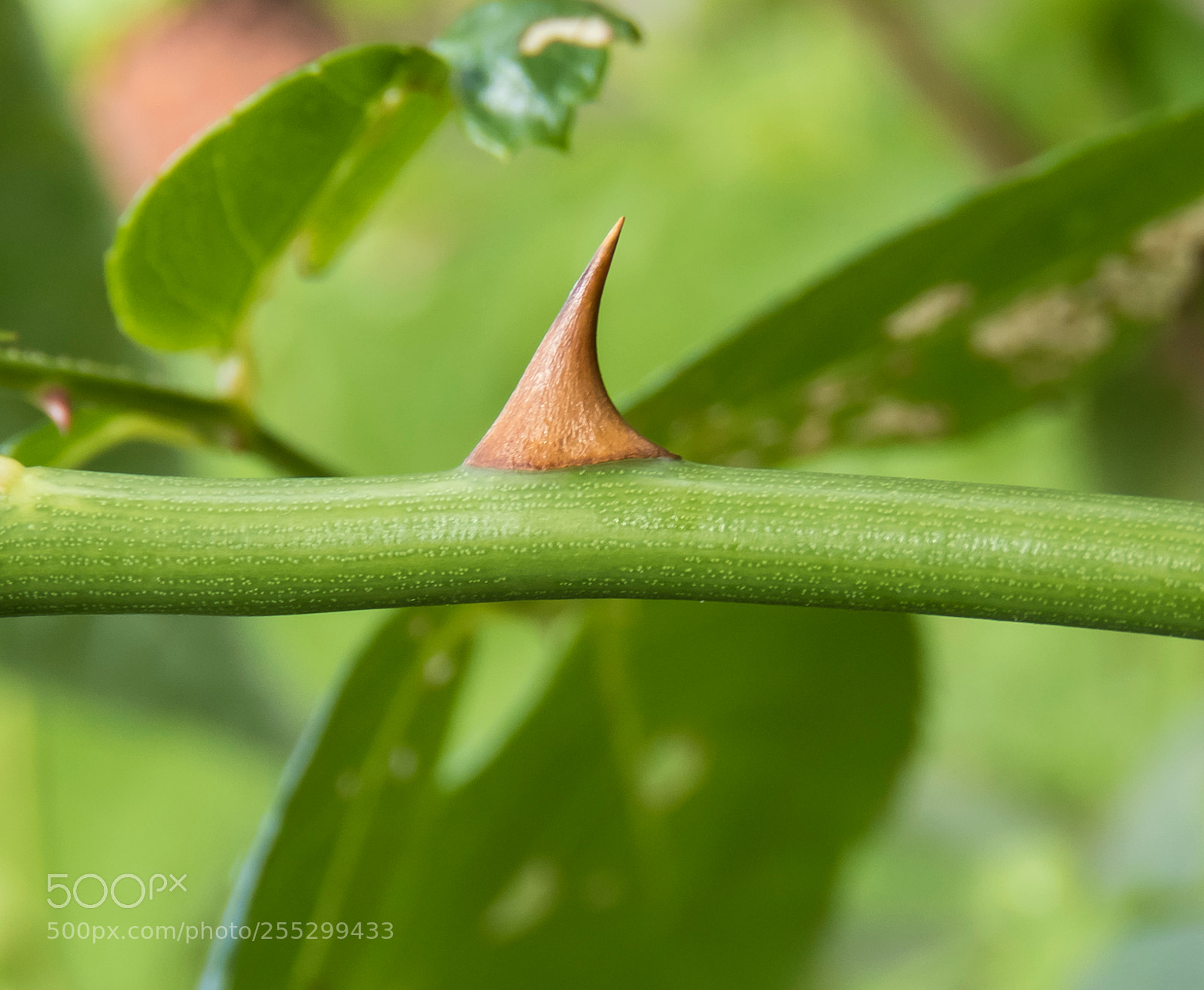 Canon PowerShot SX60 HS sample photo. Macro o photography