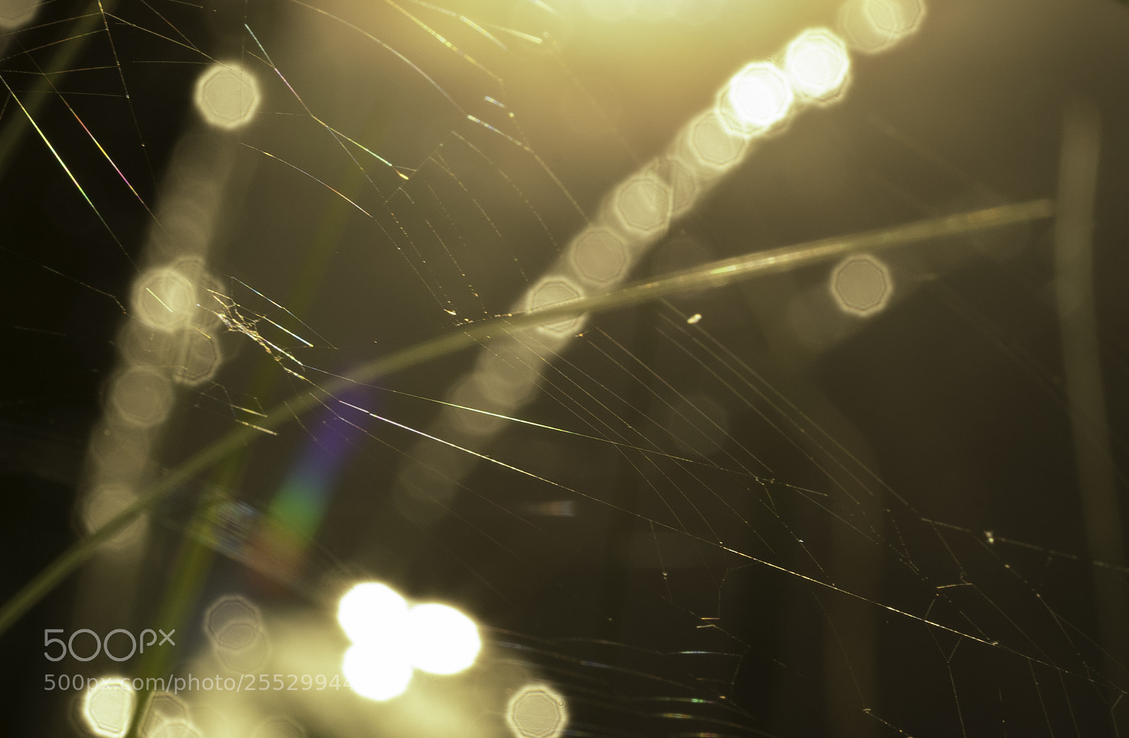 Nikon D5300 sample photo. Macro o photography
