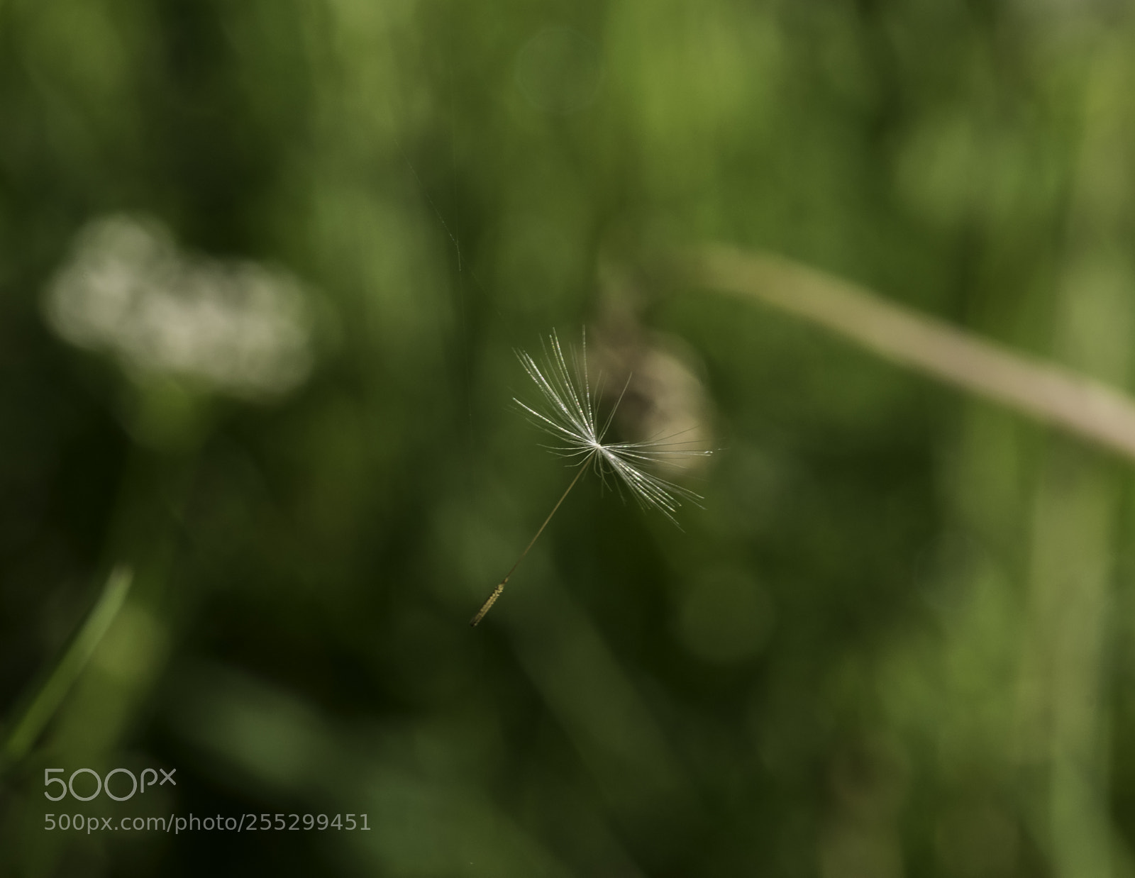 Nikon D5300 sample photo. Macro o photography