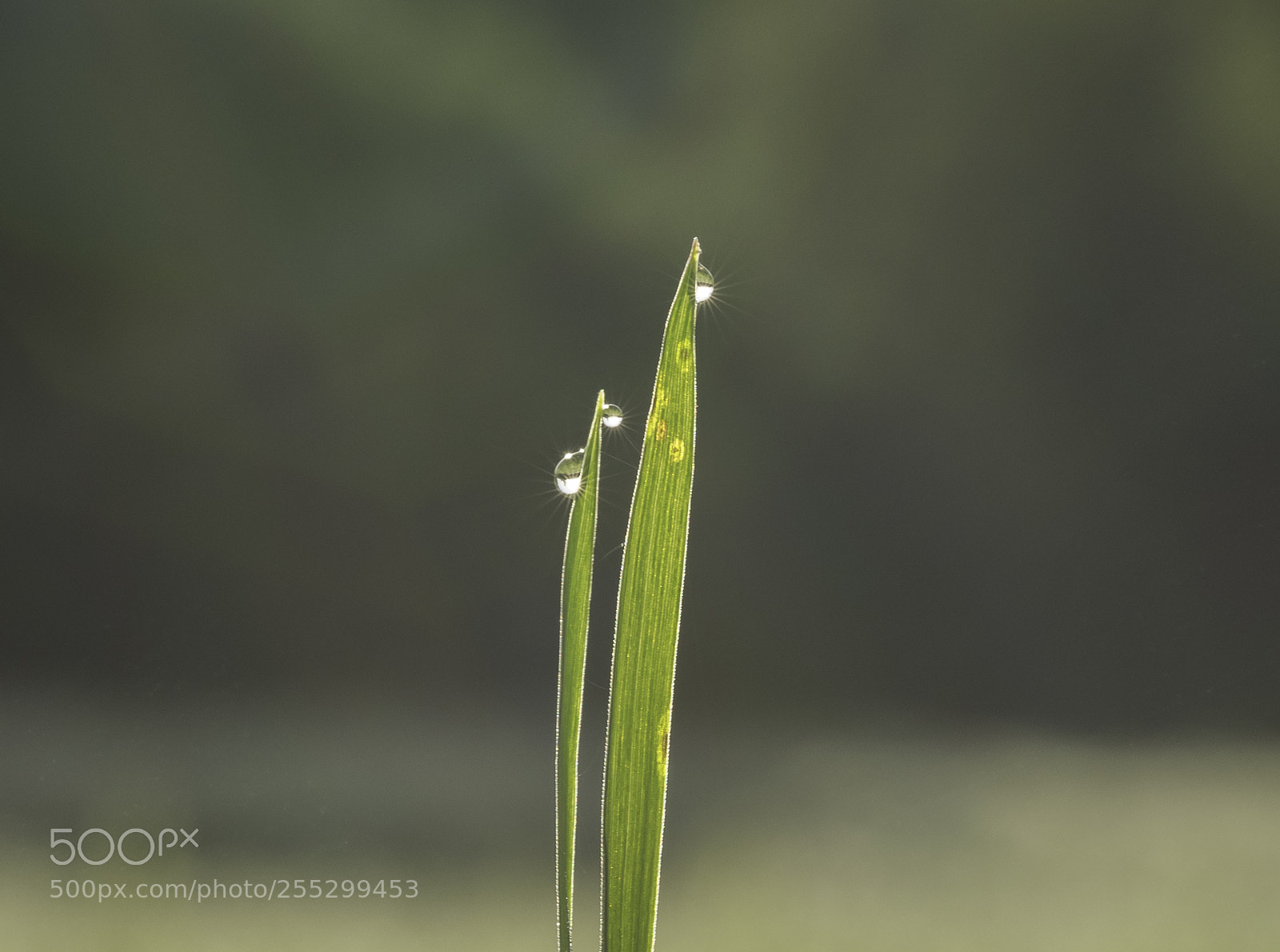 Nikon D5300 sample photo. Macro o photography