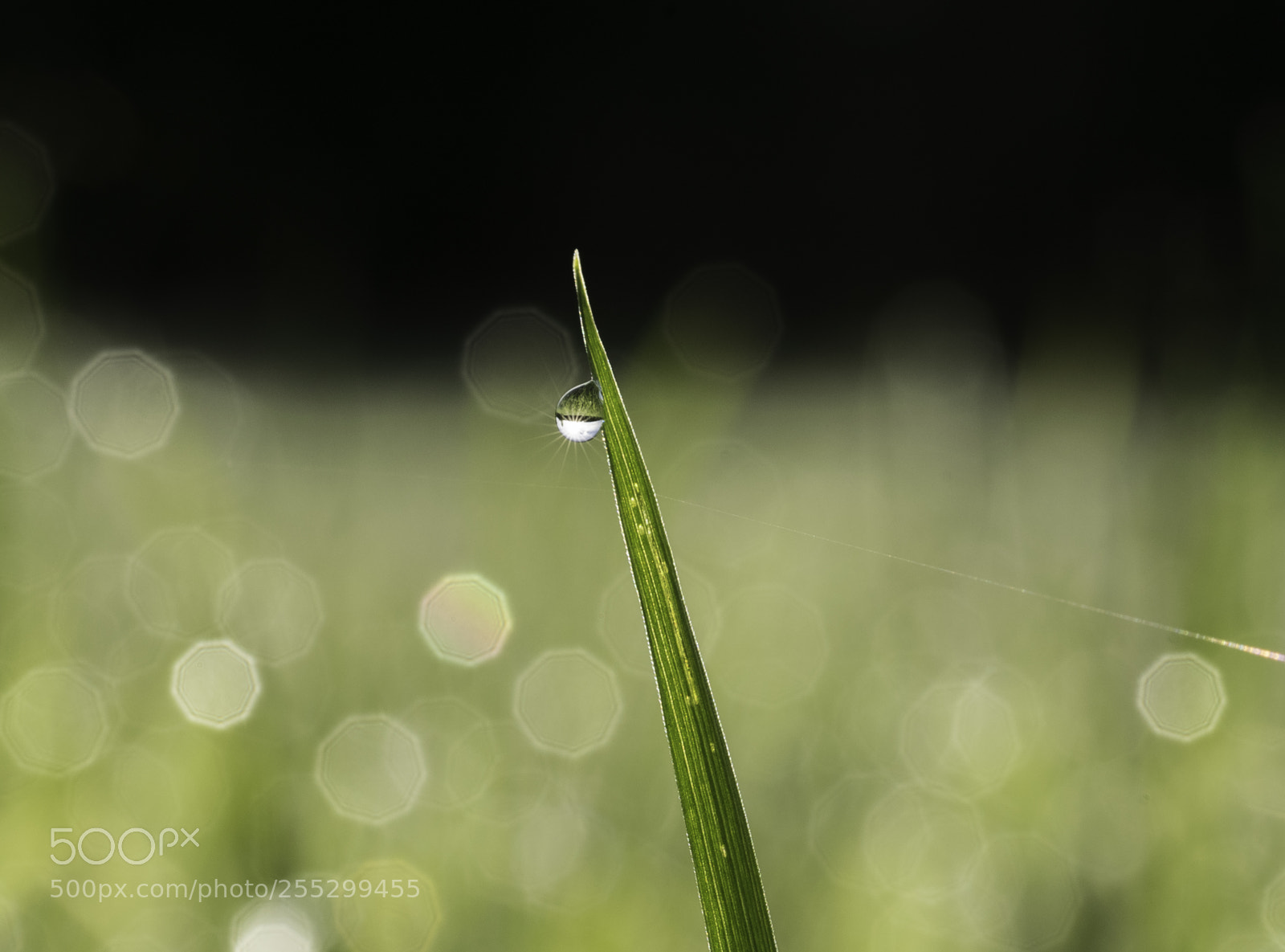Nikon D5300 sample photo. Macro o photography