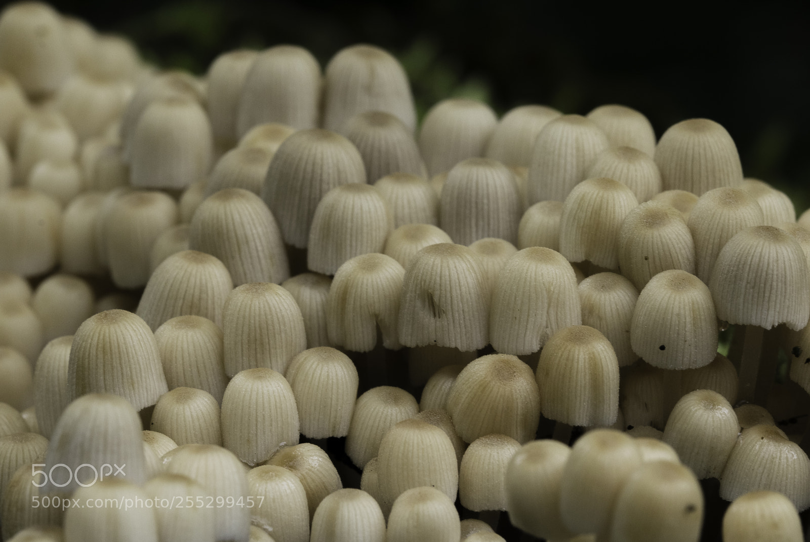 Nikon D5300 sample photo. Macro o photography
