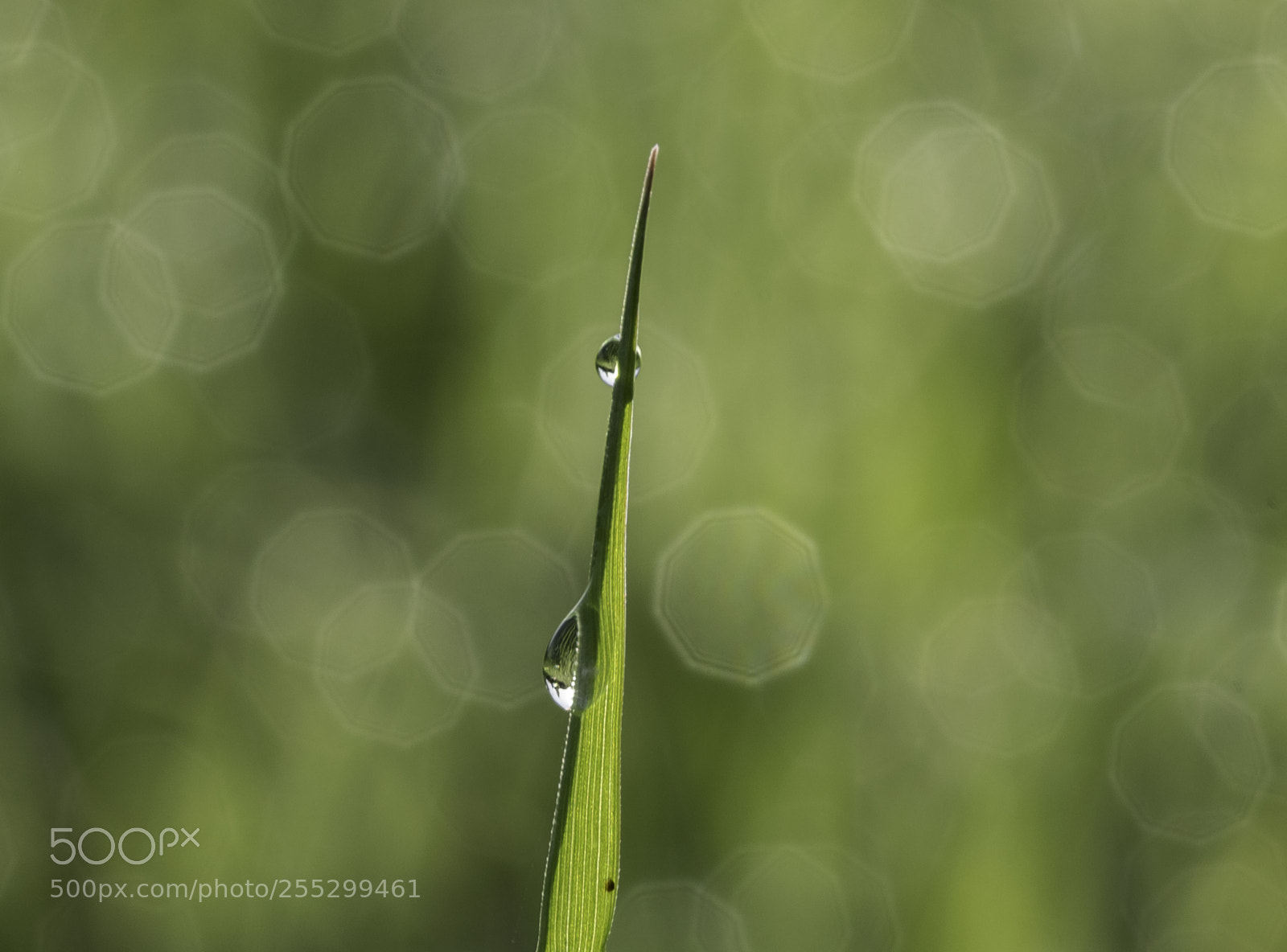 Nikon D5300 sample photo. Macro o photography