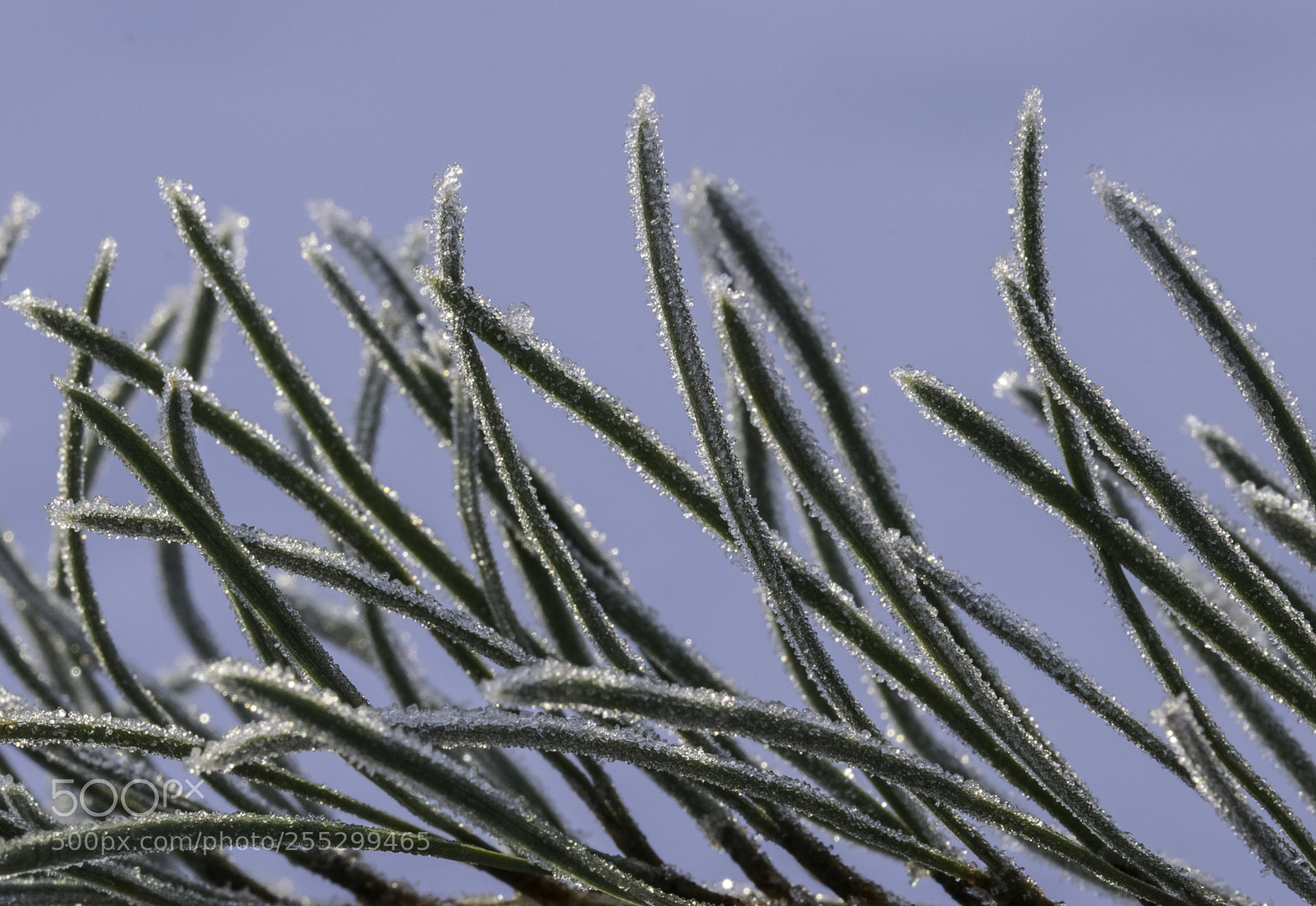 Nikon D5300 sample photo. Macro o photography