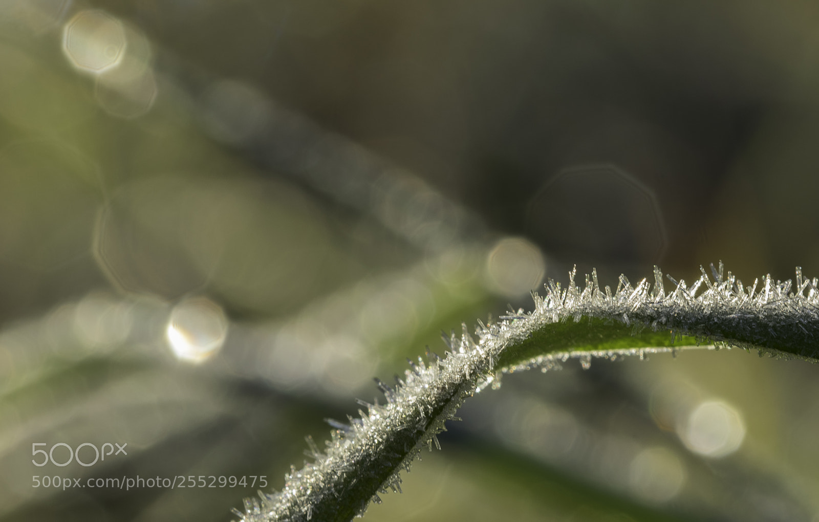 Nikon D5300 sample photo. Macro o photography