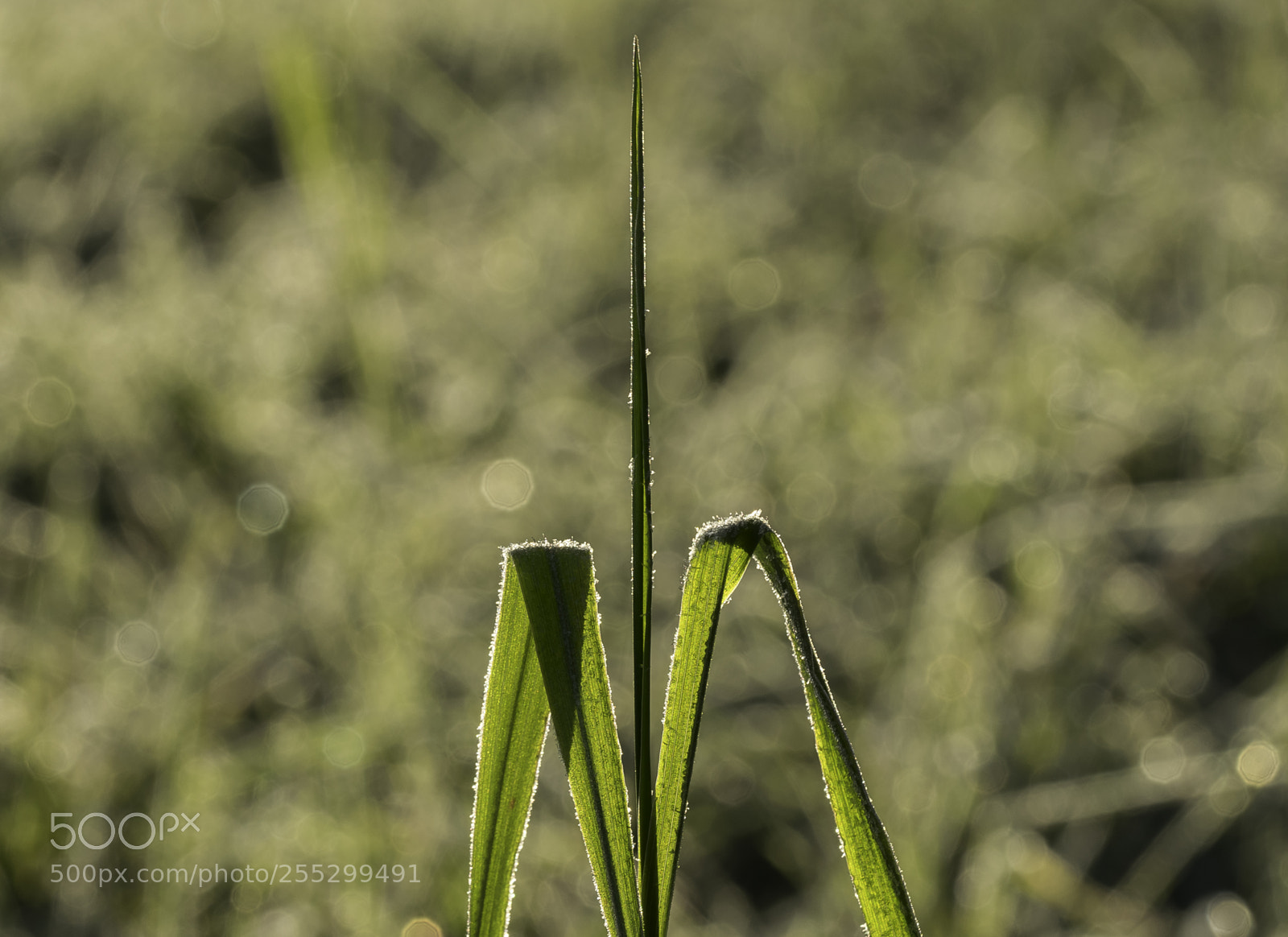 Nikon D5300 sample photo. Macro o photography