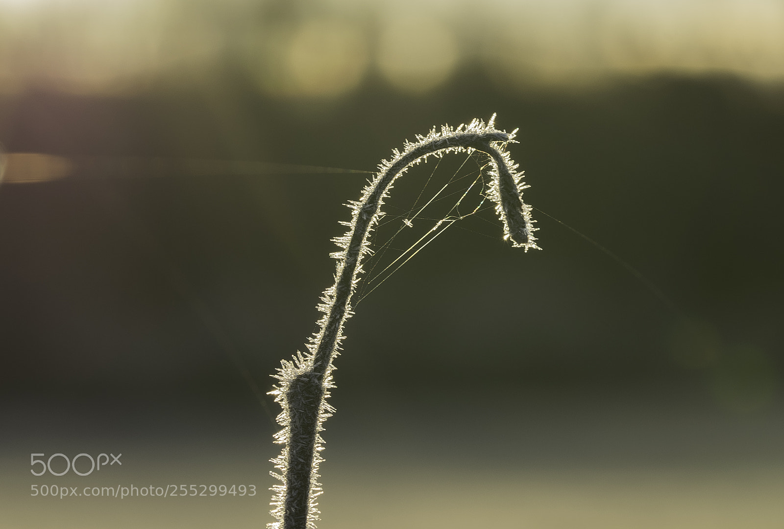 Nikon D5300 sample photo. Macro o photography