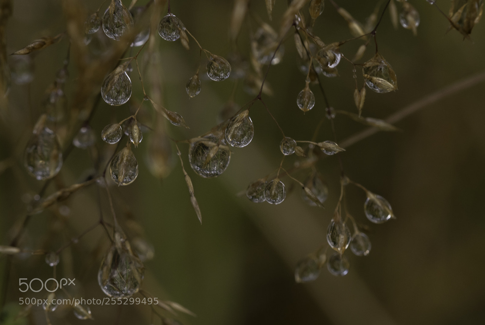 Nikon D5300 sample photo. Macro o photography