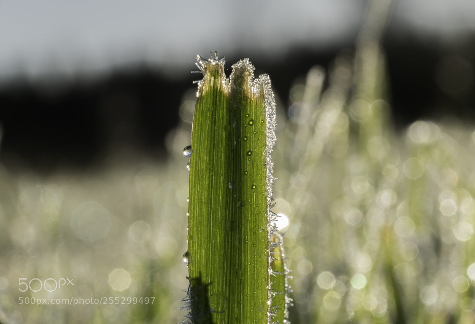 Nikon D5300 sample photo. Macro o photography