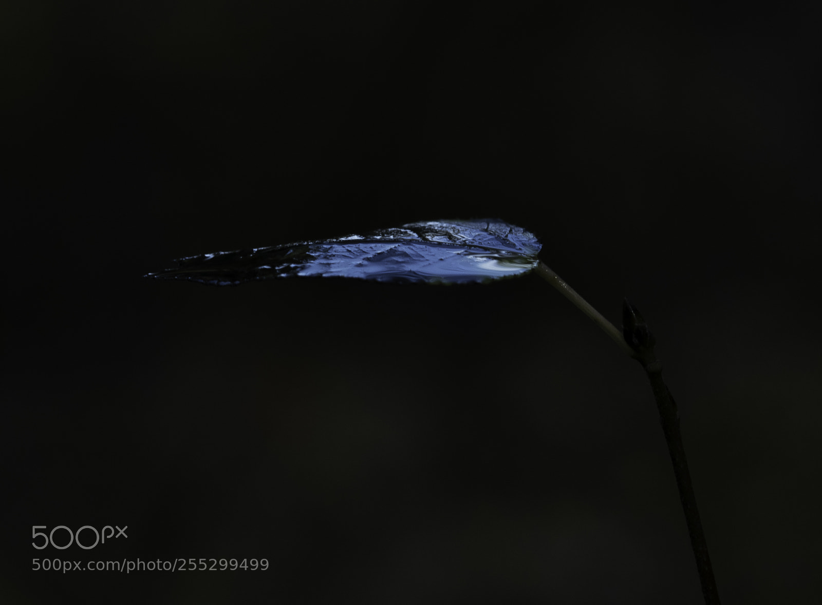 Nikon D5300 sample photo. Macro o photography