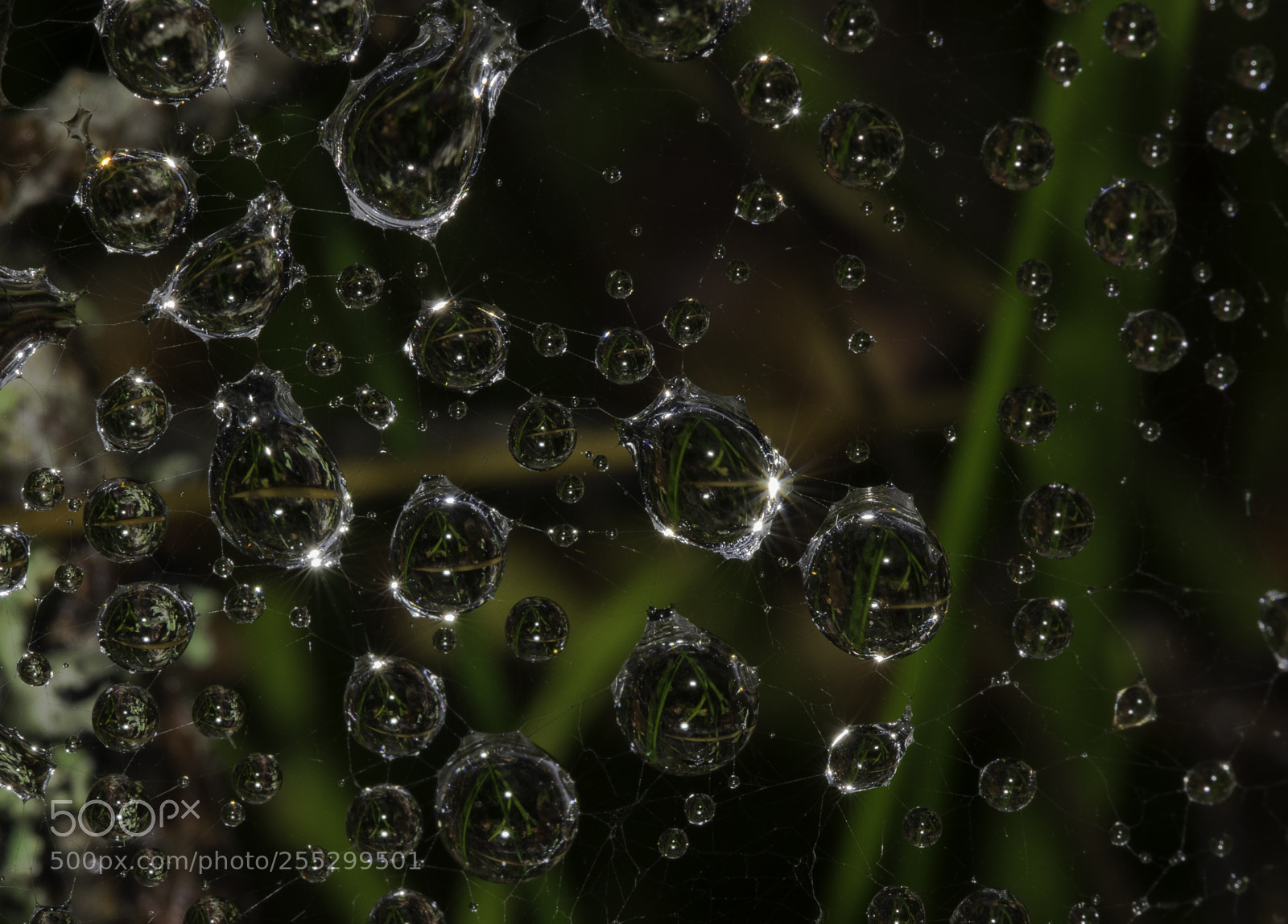Nikon D5300 sample photo. Macro o photography