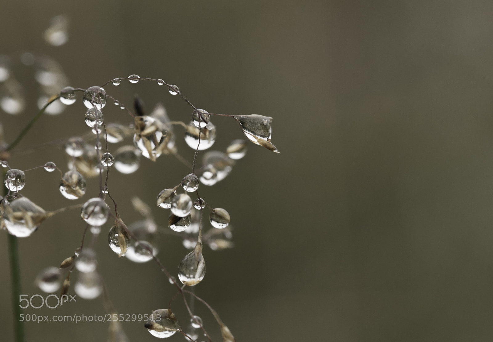 Nikon D5300 sample photo. Macro o photography