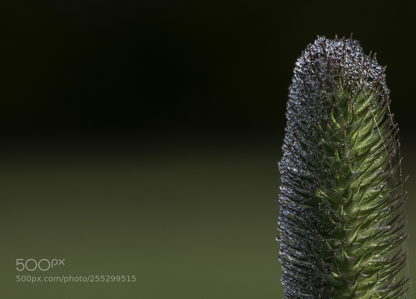 Nikon D5300 sample photo. Macro o photography