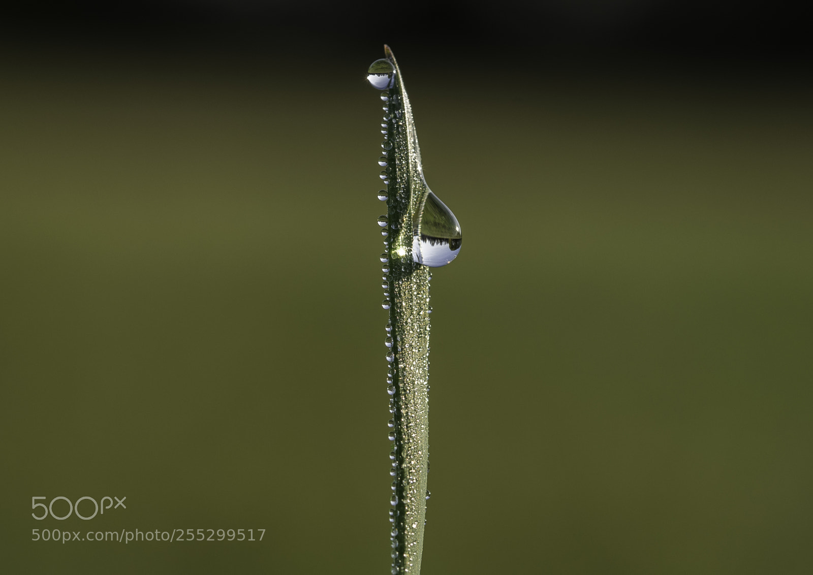 Nikon D5300 sample photo. Macro o photography