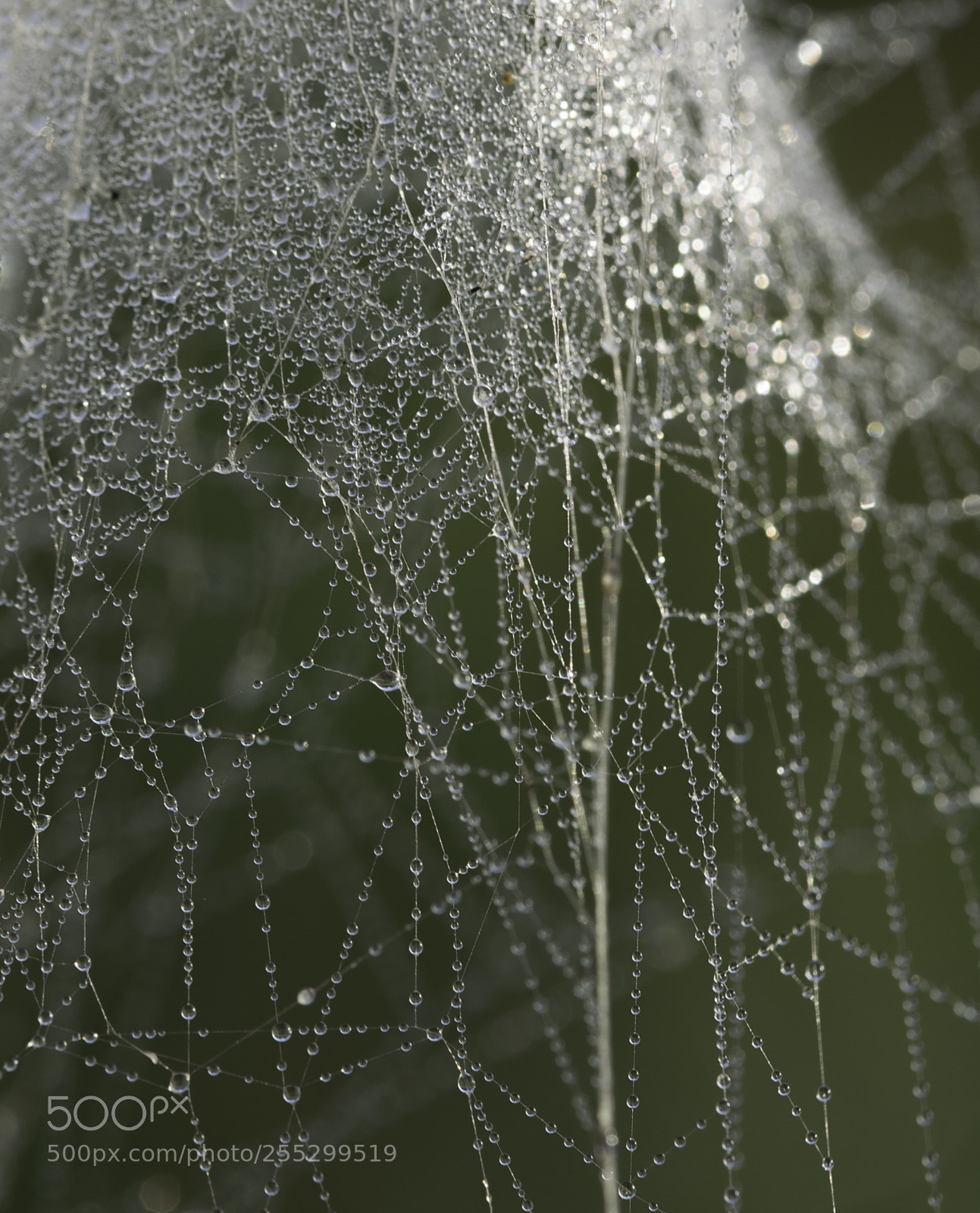 Nikon D5300 sample photo. Macro o photography