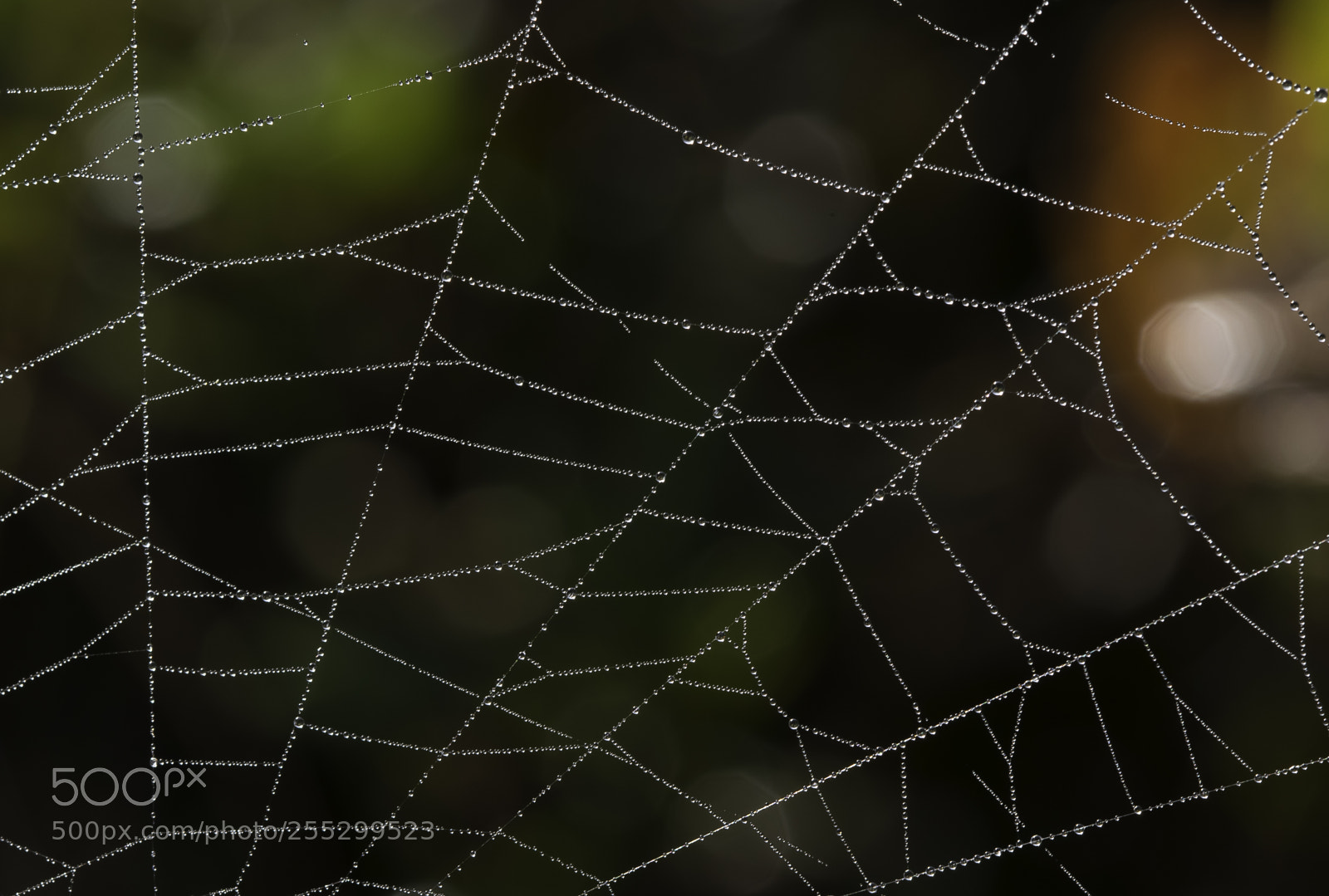 Nikon D5300 sample photo. Macro o photography