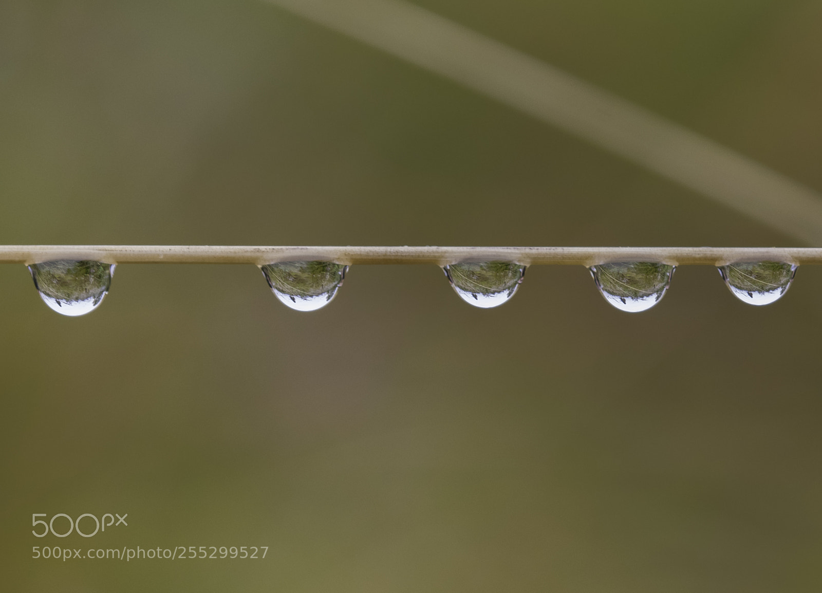 Nikon D5300 sample photo. Macro o photography