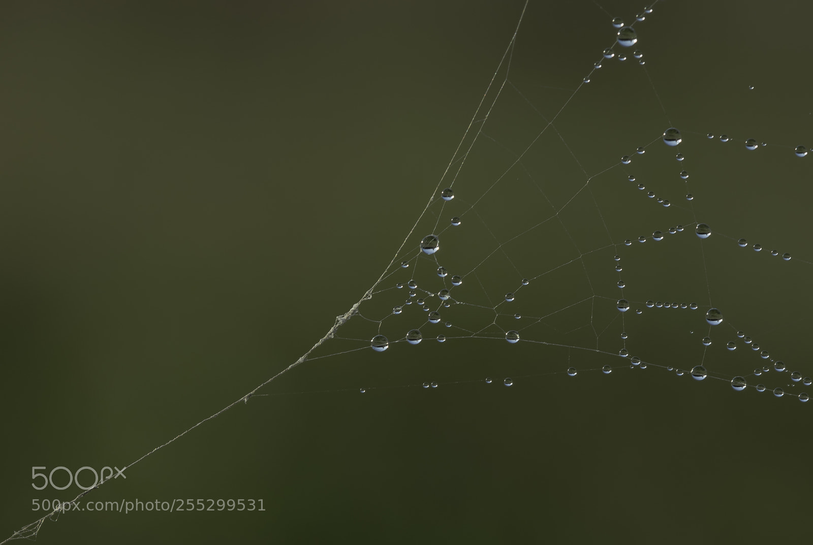 Nikon D5300 sample photo. Macro o photography