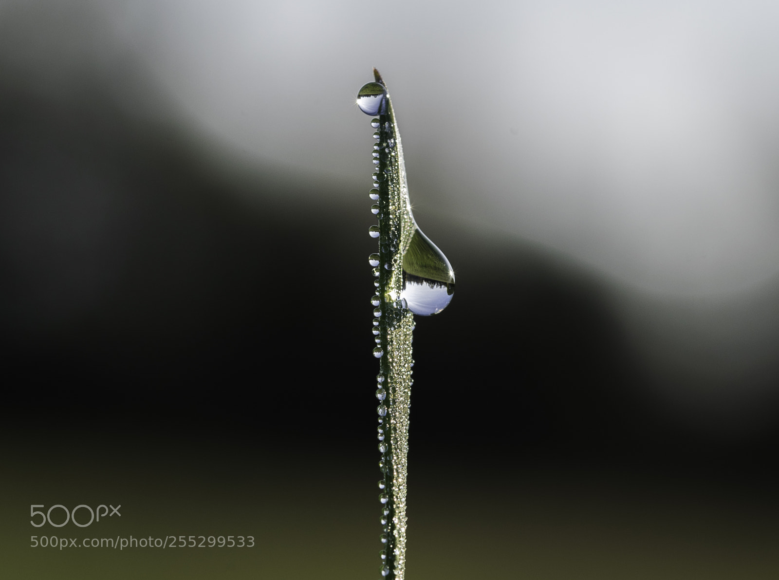 Nikon D5300 sample photo. Macro o photography