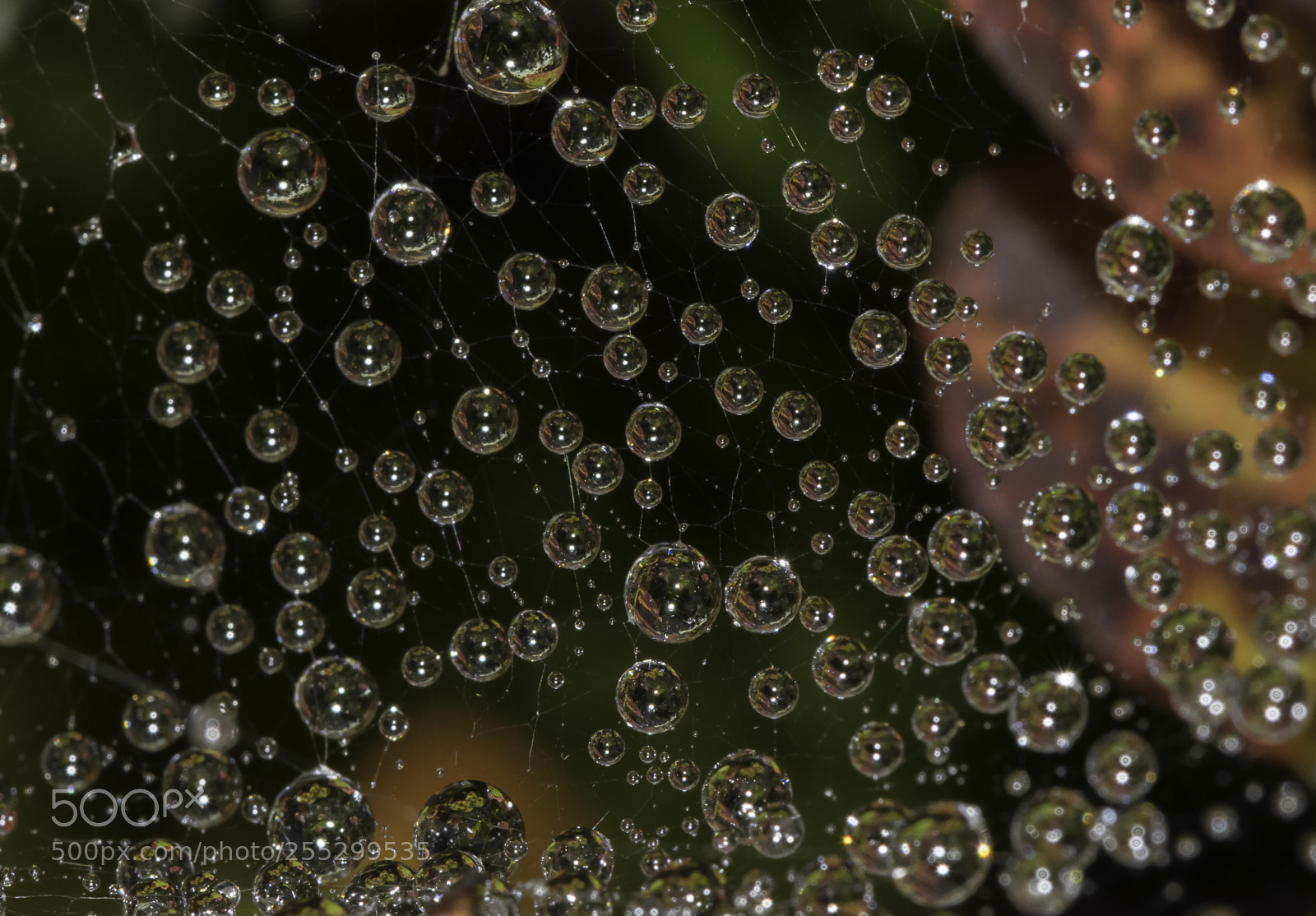 Nikon D5300 sample photo. Macro o photography