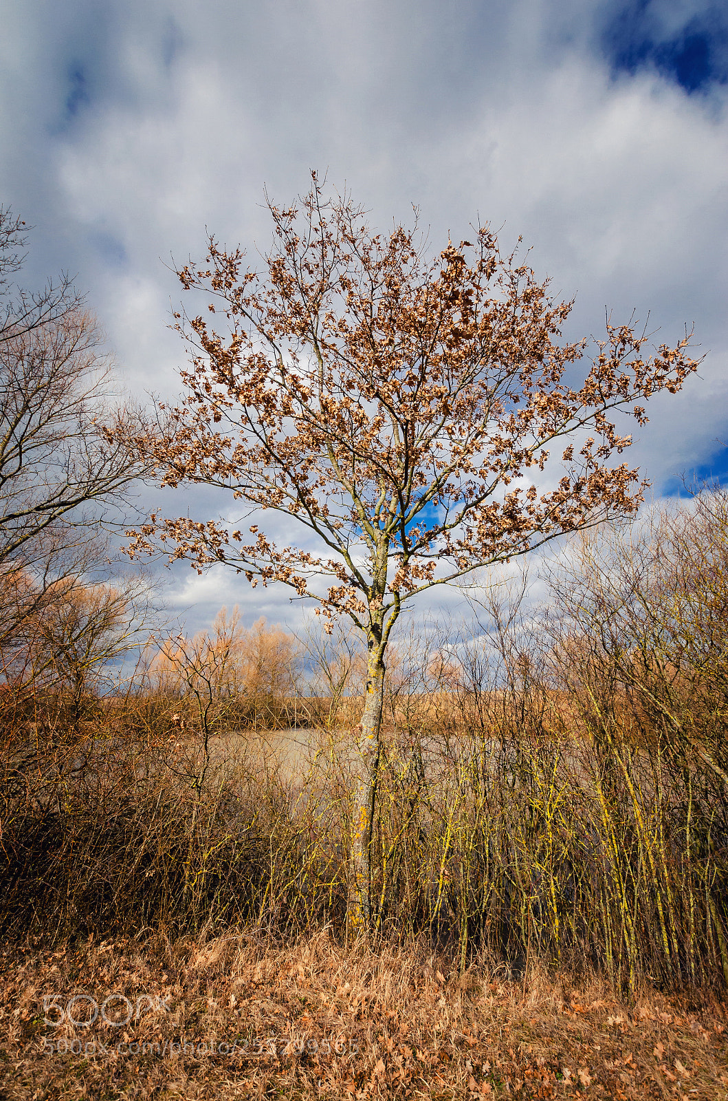 Nikon D5100 sample photo. Bare tree in front photography