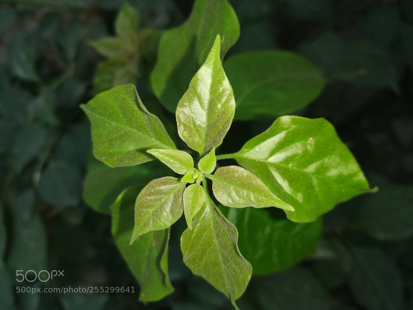 Xiaomi Redmi Note 5 sample photo. Untitled photography