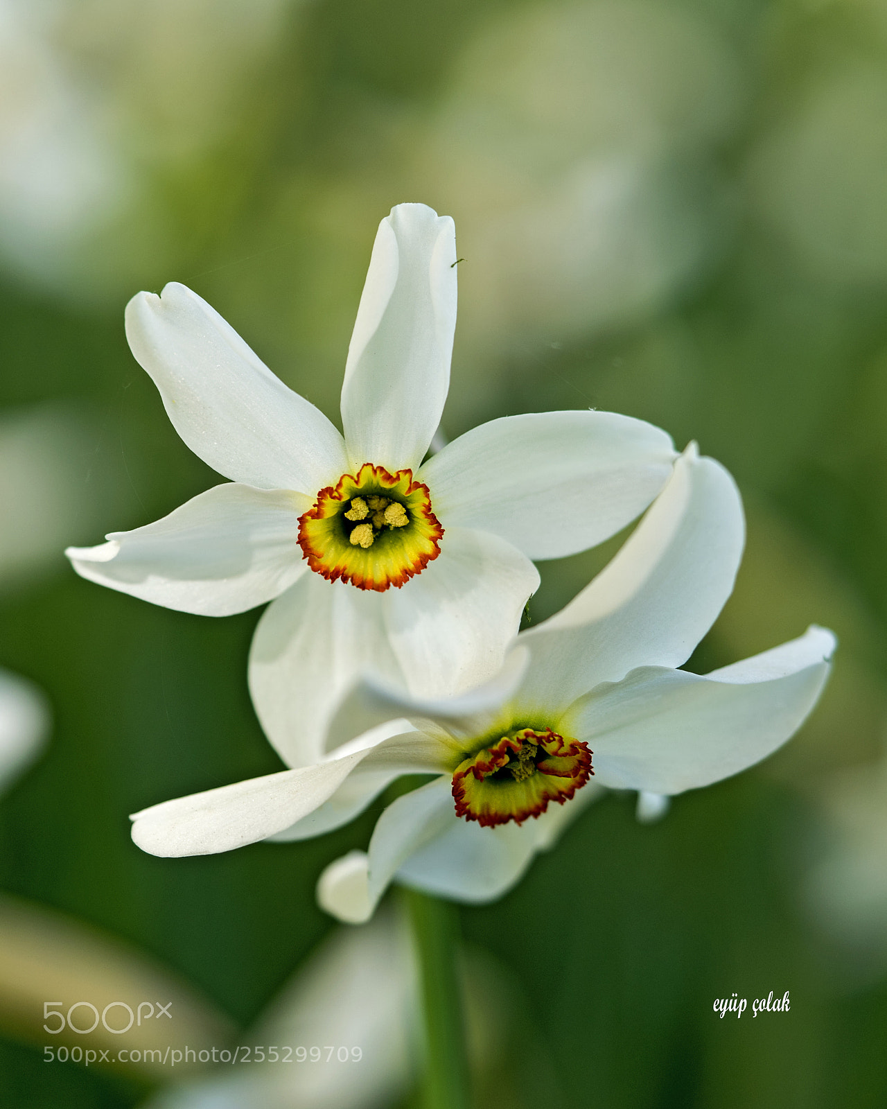 Sony a7 II sample photo. Dsc photography