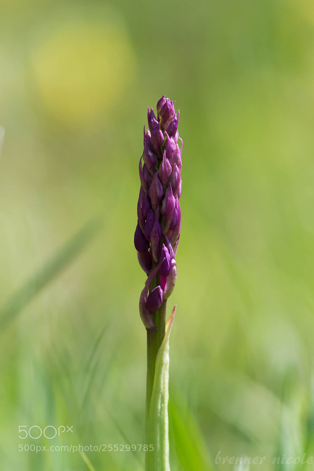 Nikon D5200 sample photo. Iso f s mm photography