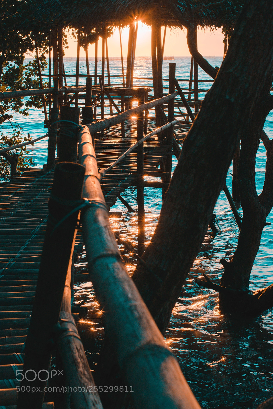 Nikon D3400 sample photo. Mangrove reserve located at photography