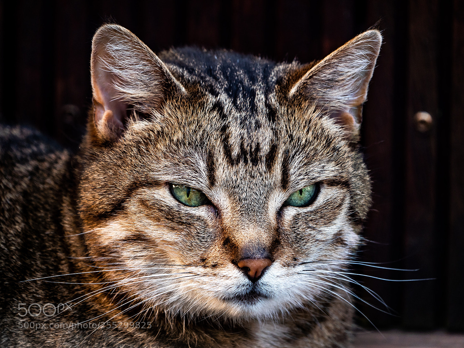 Panasonic Lumix DC-G9 sample photo. Luna photography