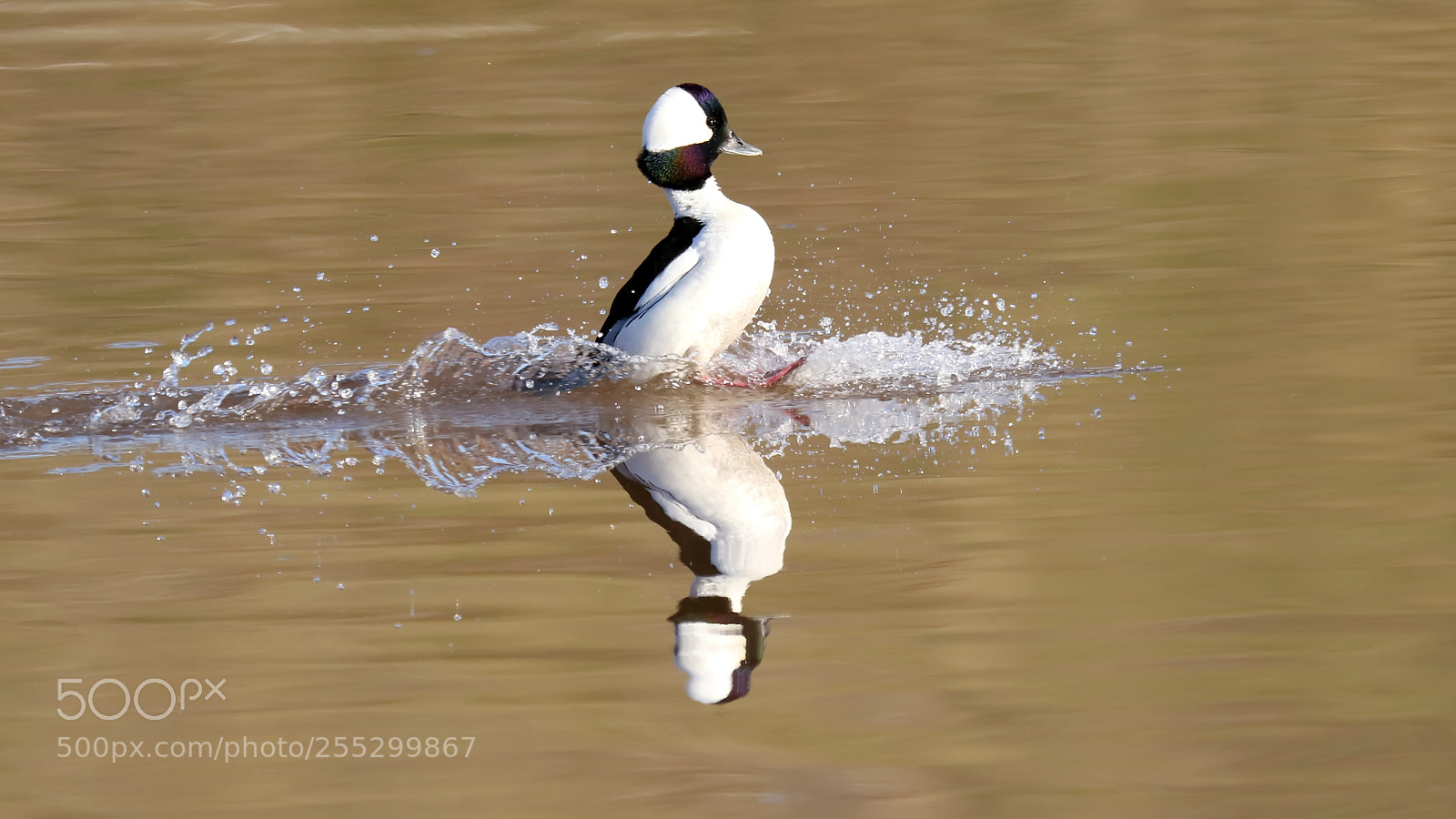Canon EOS 7D Mark II sample photo. Bufflehead duck photography
