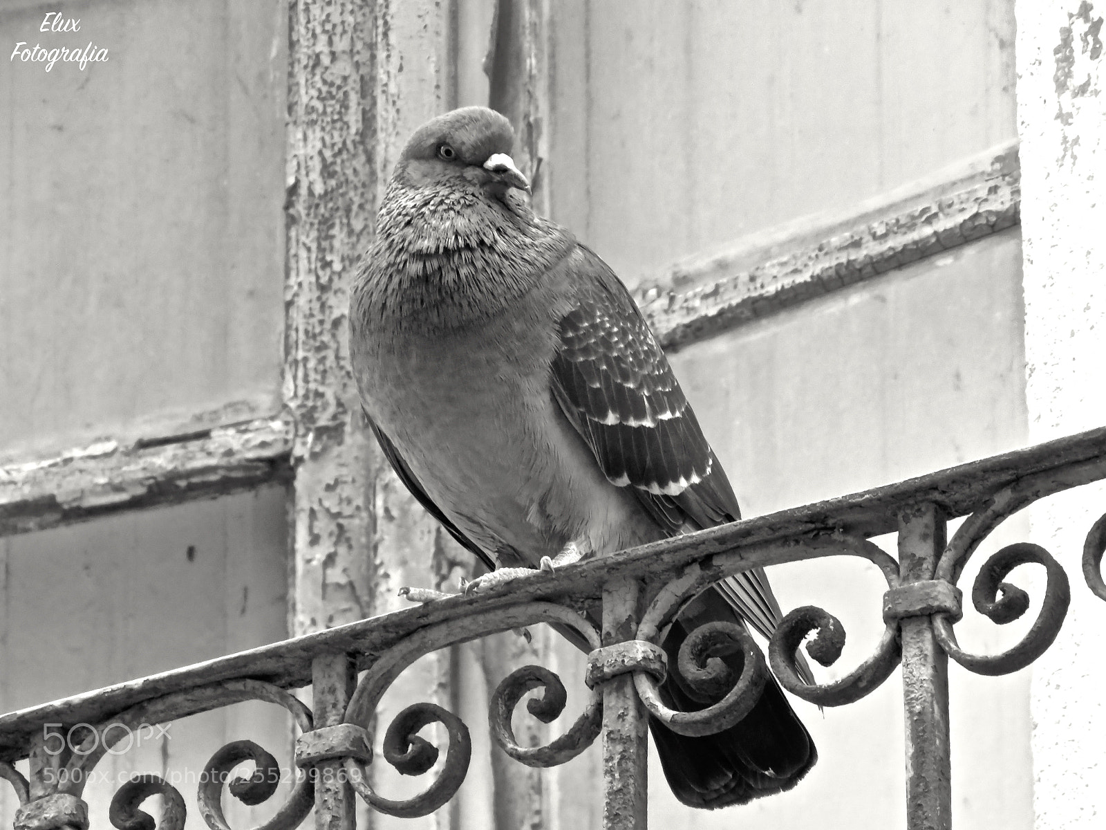 Canon PowerShot SX60 HS sample photo. Untitled photography