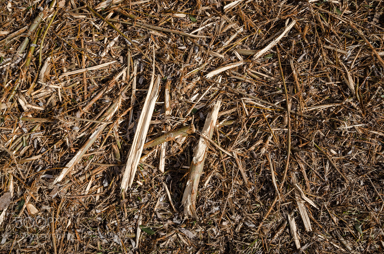 Nikon D5100 sample photo. Small wooden twigs on photography