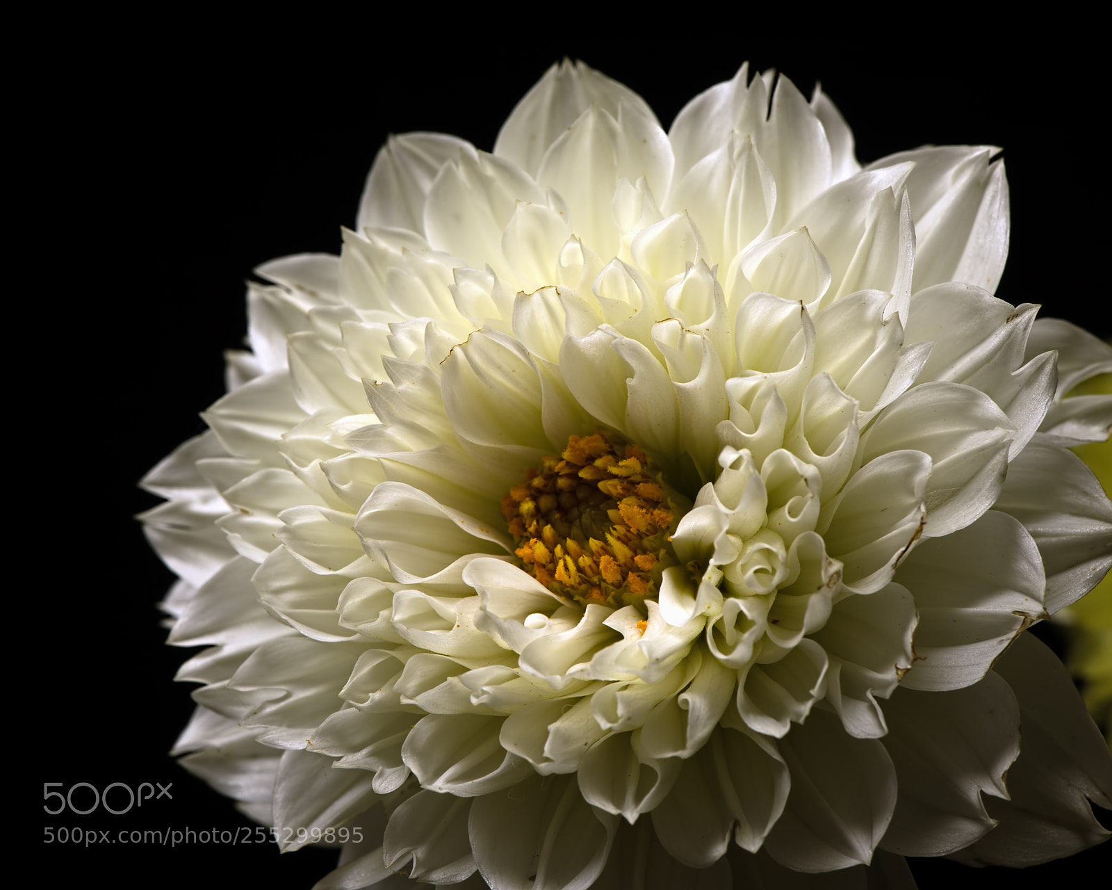 Nikon D810 sample photo. Last fall dahlia 1021 photography
